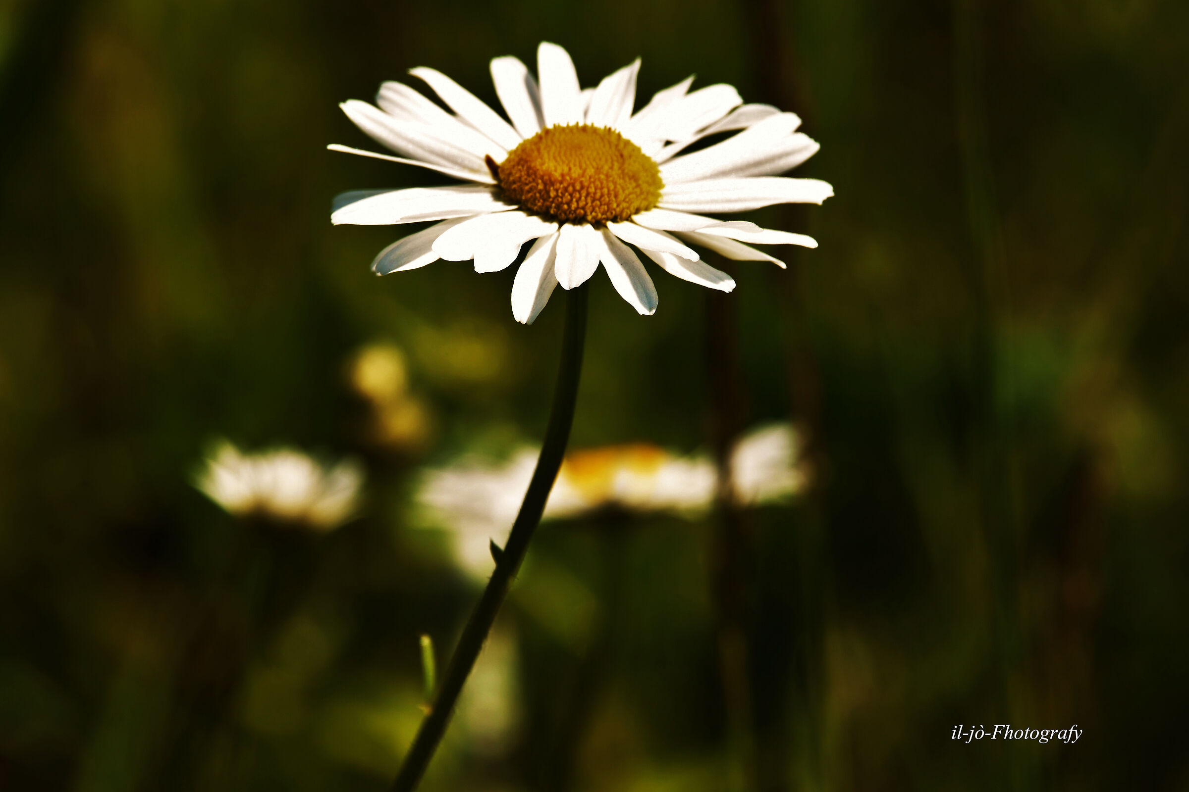 Untitled Photo