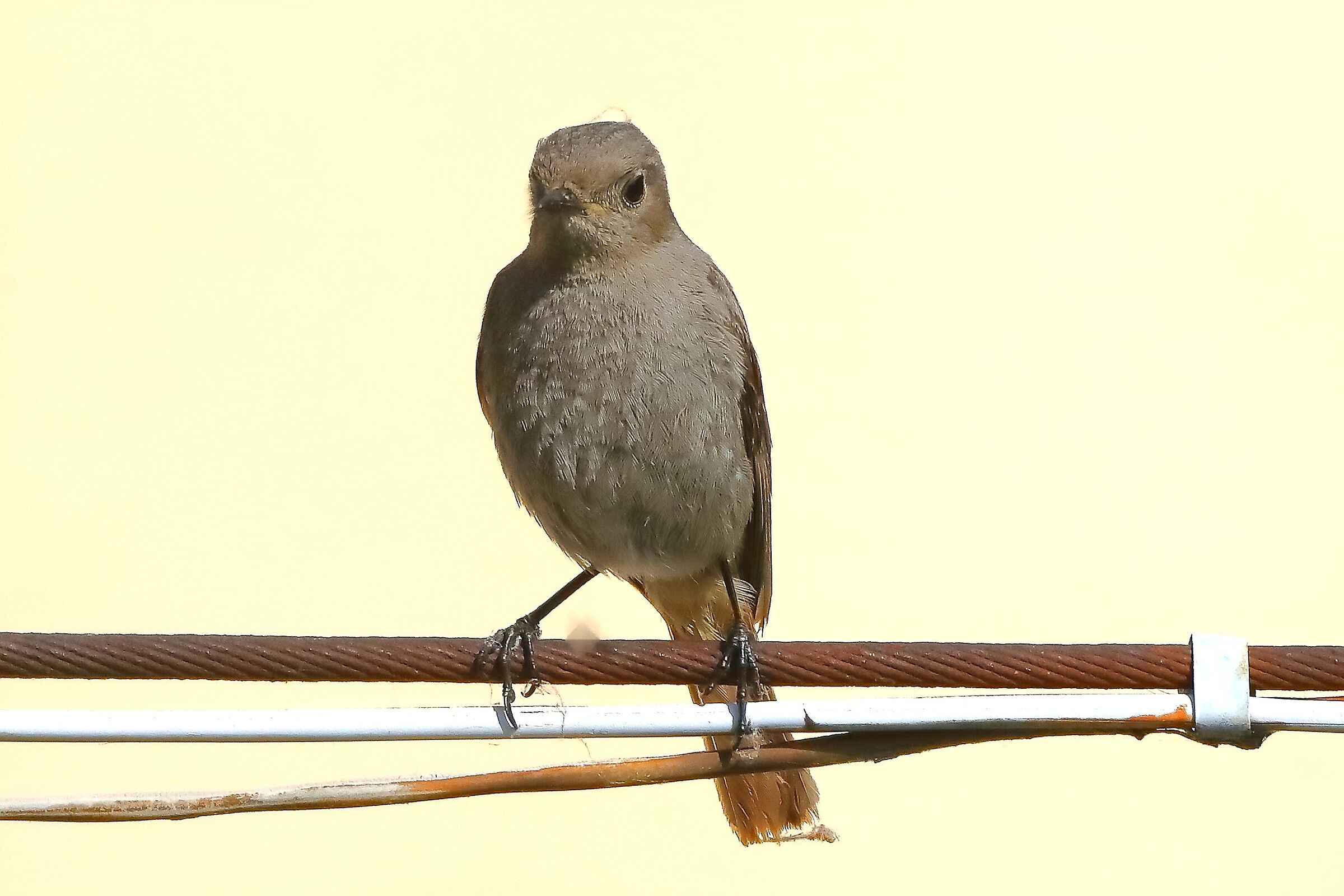 Redstart 31-05-2023