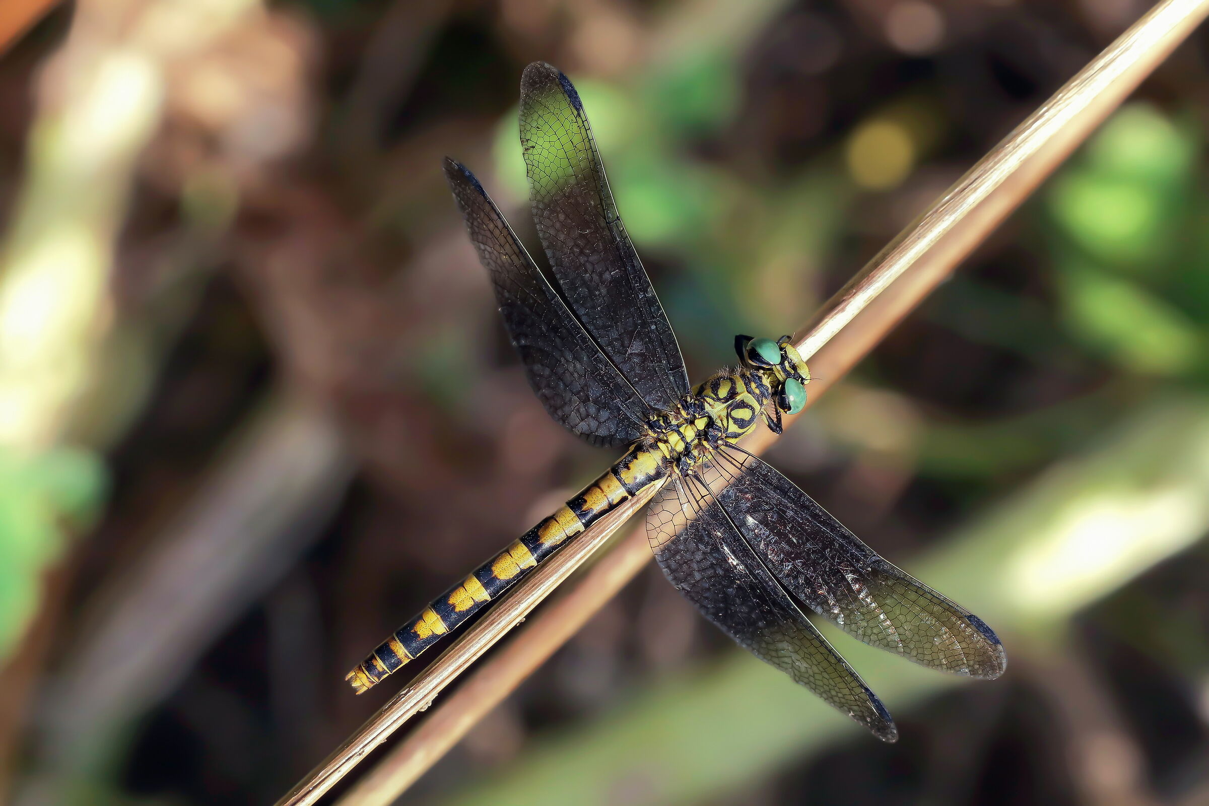 Onychogomphus forcipatus