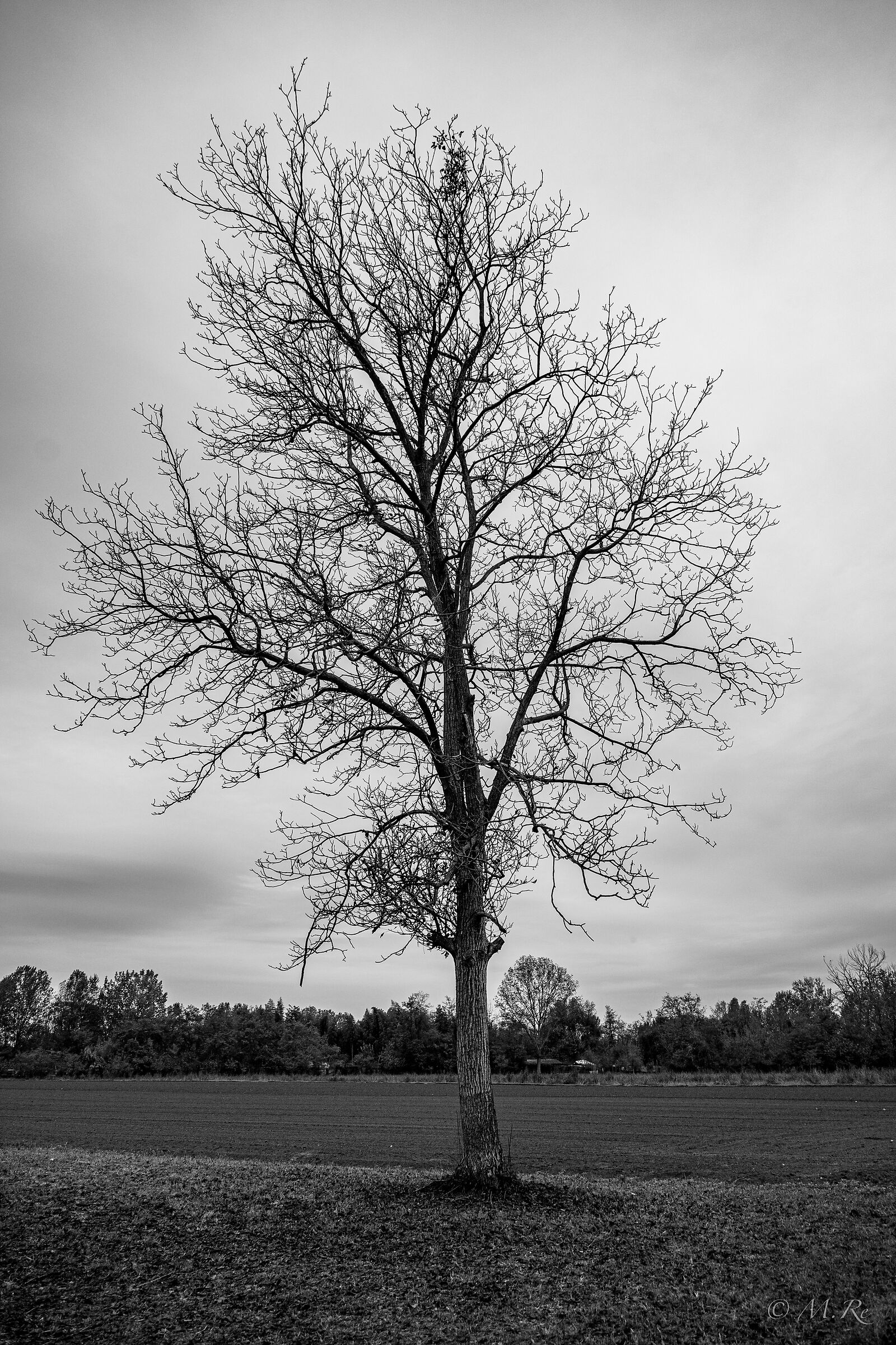 Tree b/n