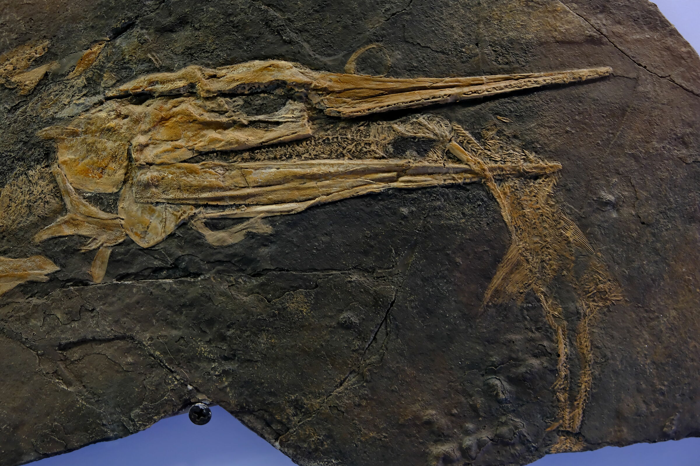 Pesce grosso mangia pesce piccolo