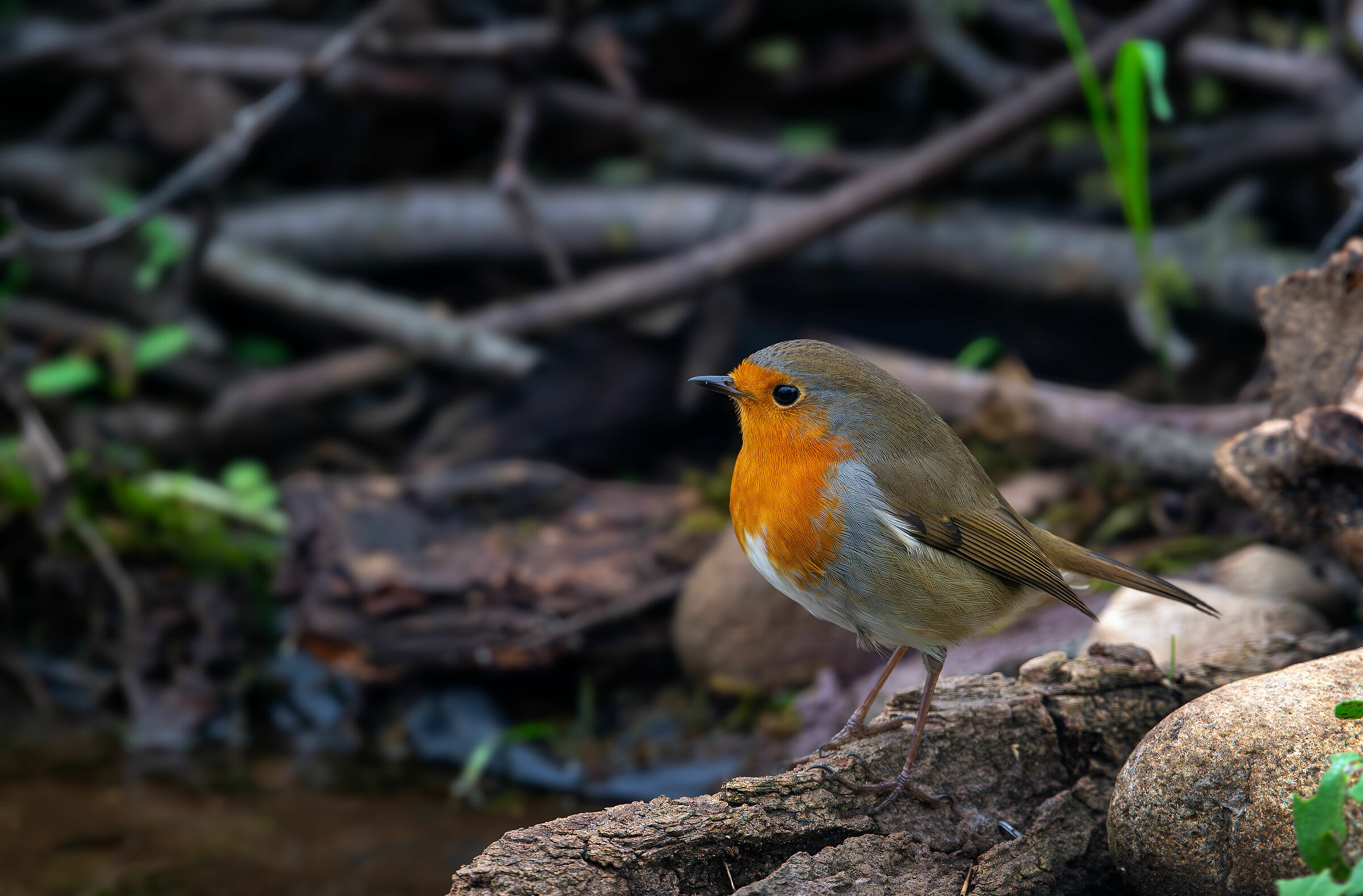 Robin