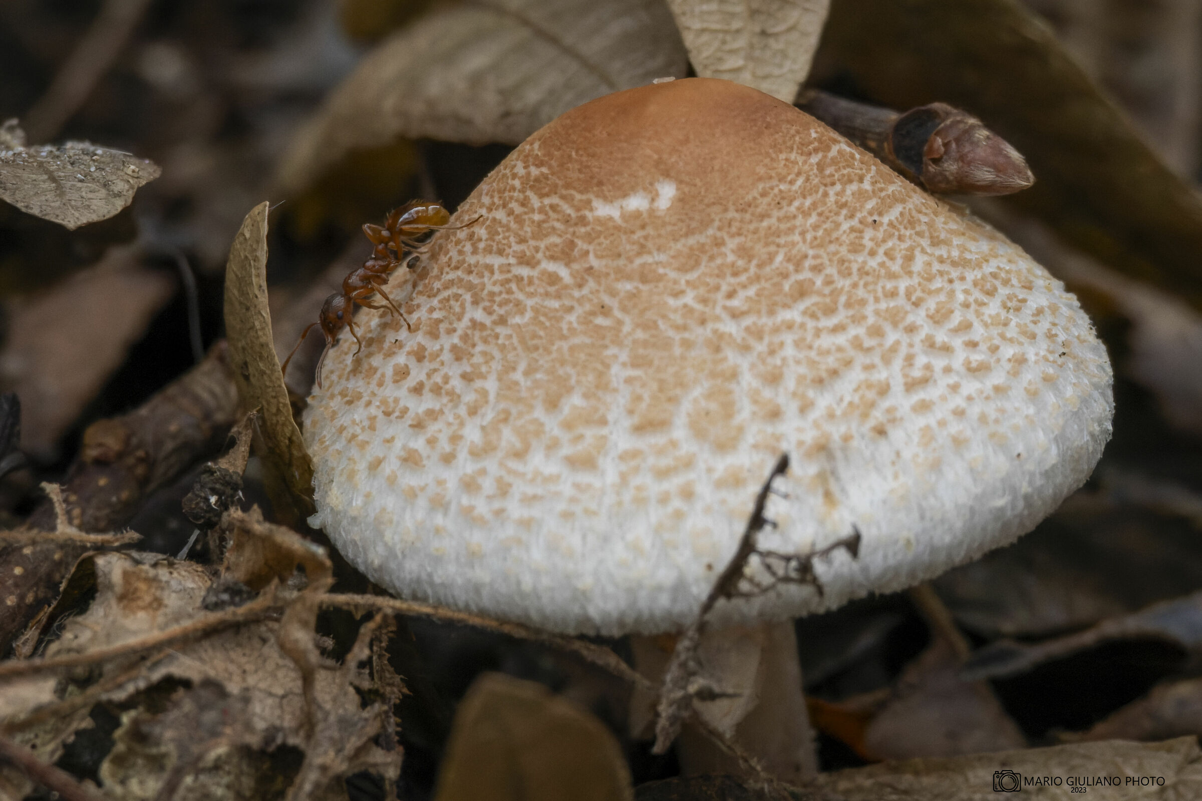 Myrmica rubra su Lepiota cristata