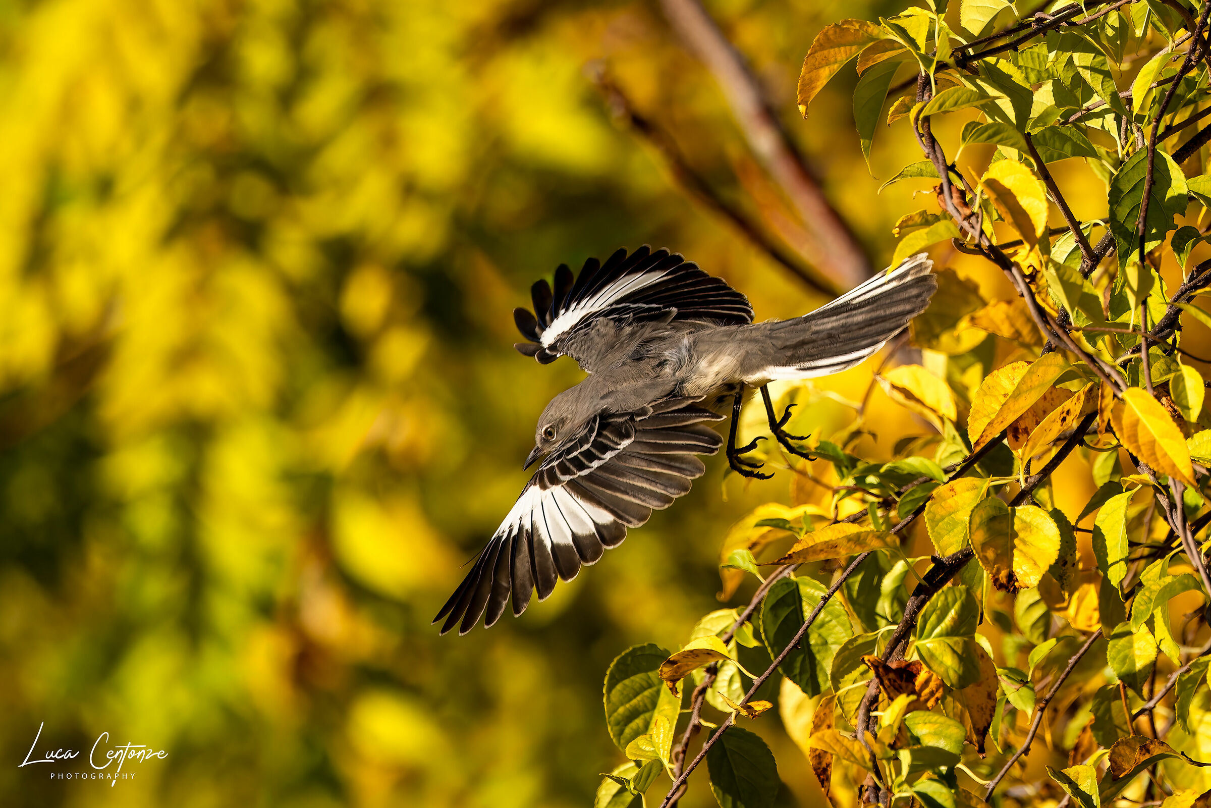 Northern Mockingbird (Mimus polyglottos)