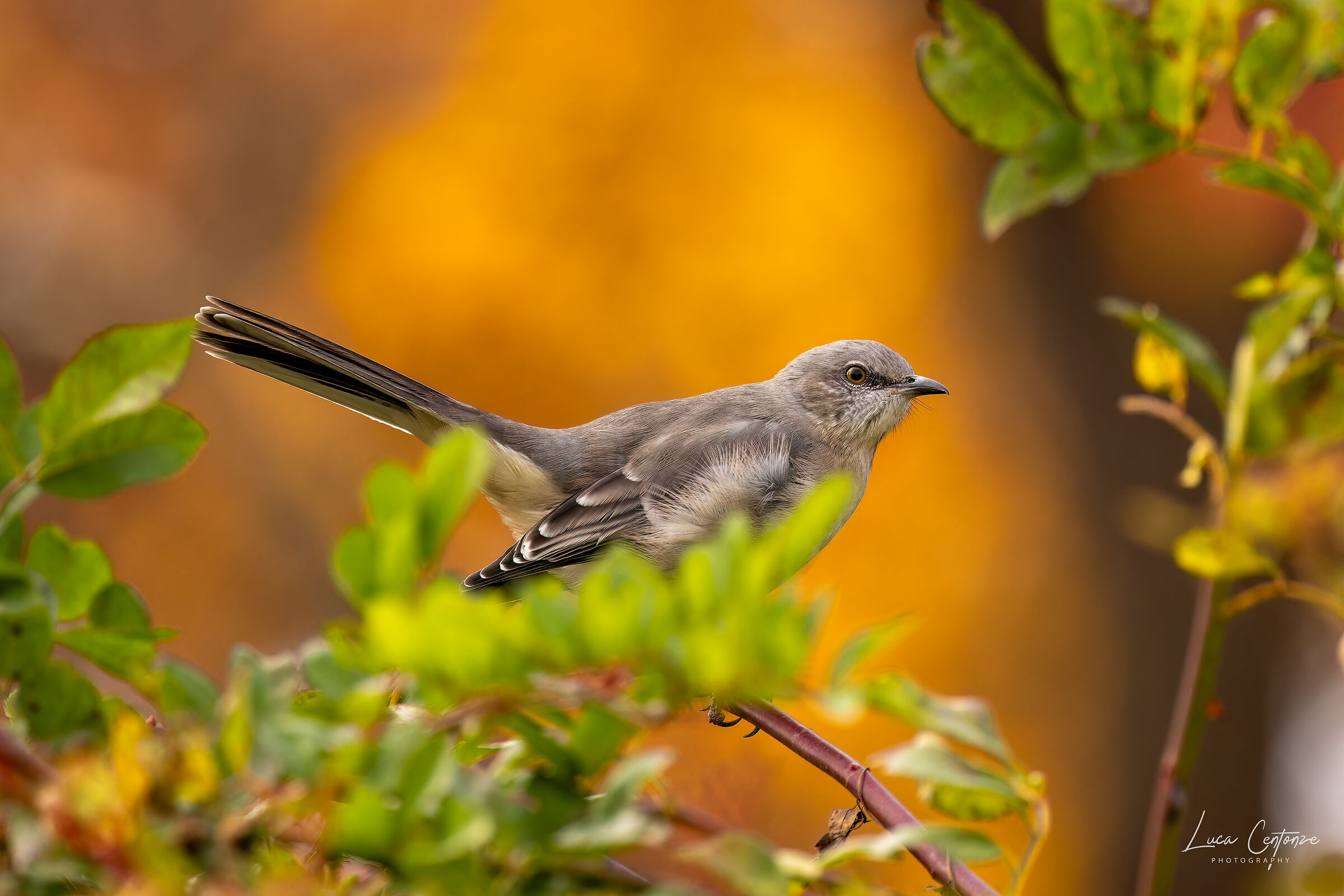 Northern Mockingbird (Mimus polyglottos)