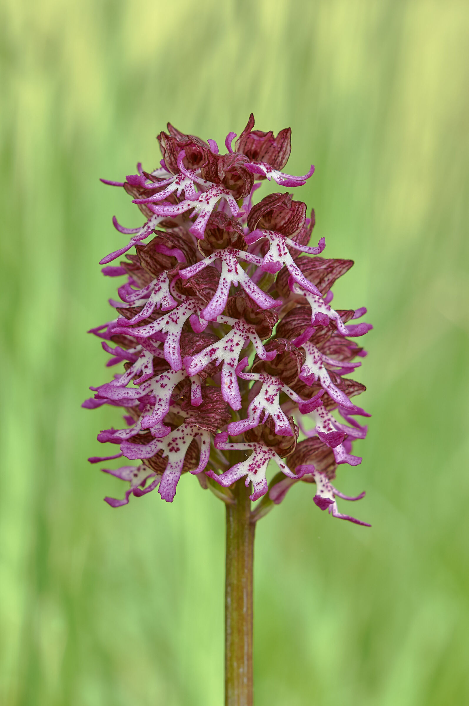 Orchis x angusticruris