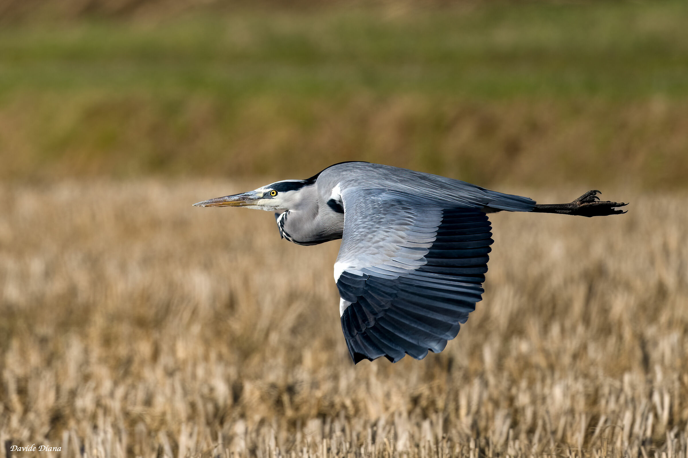 Grey Heron