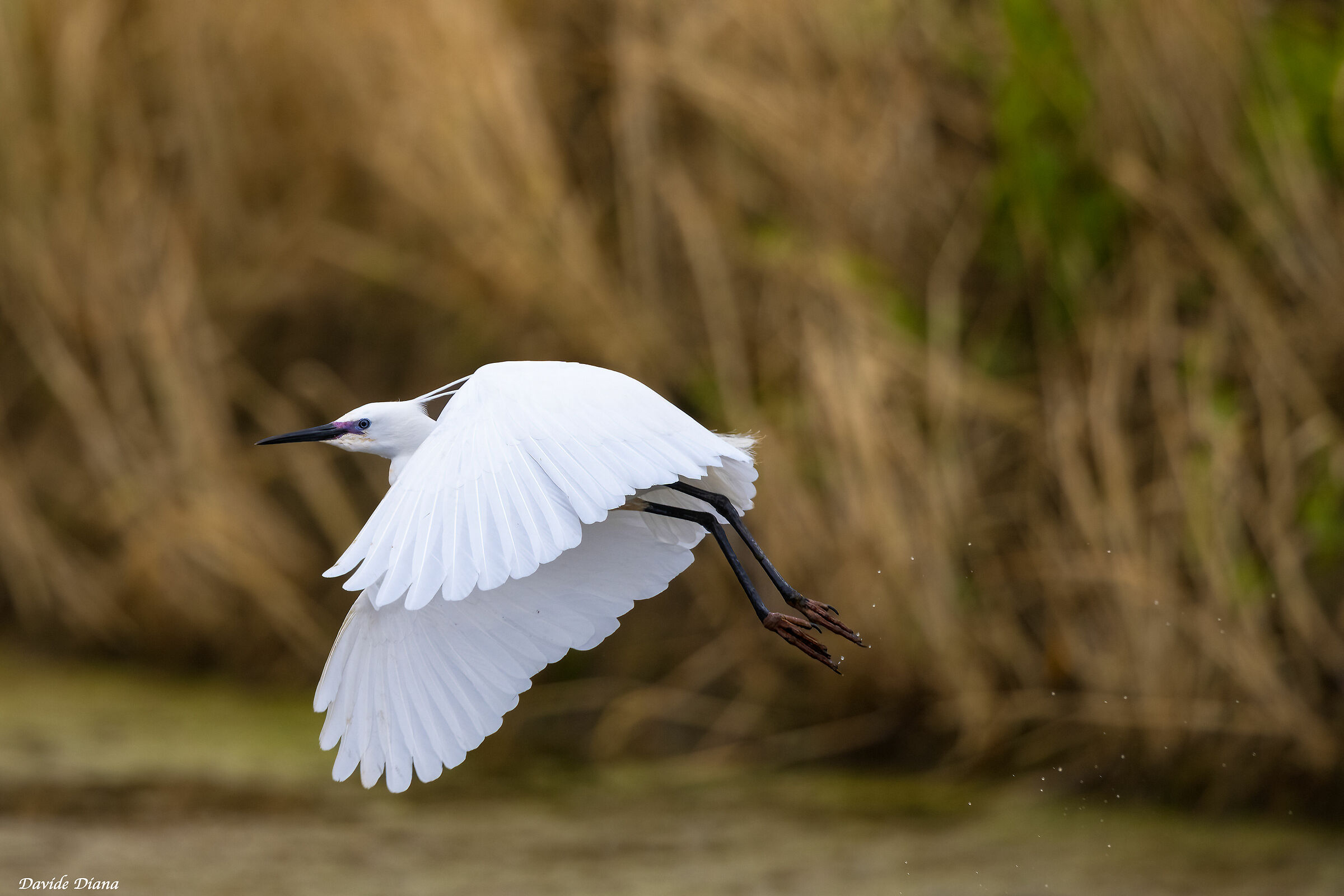 Egret