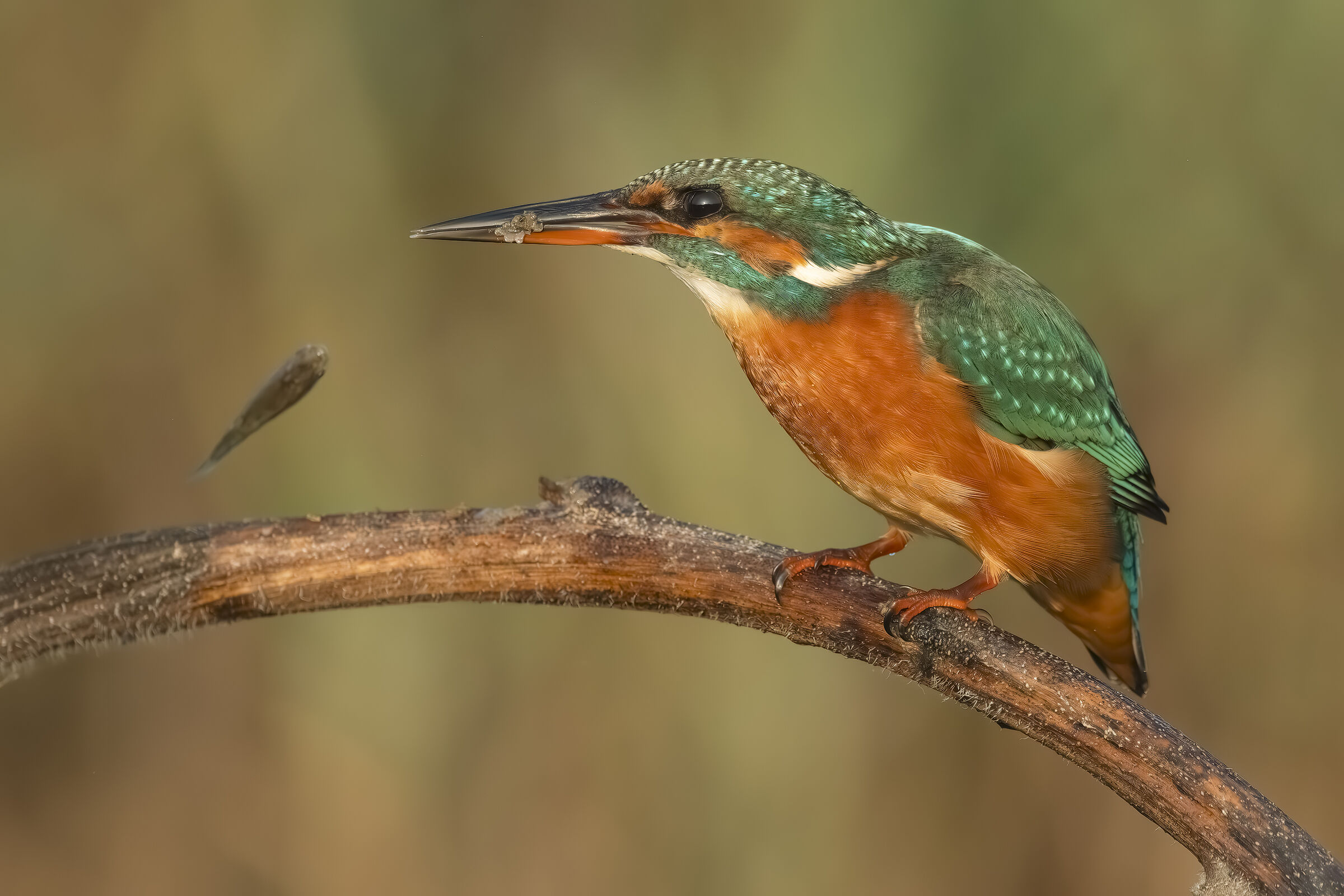 Kingfisher