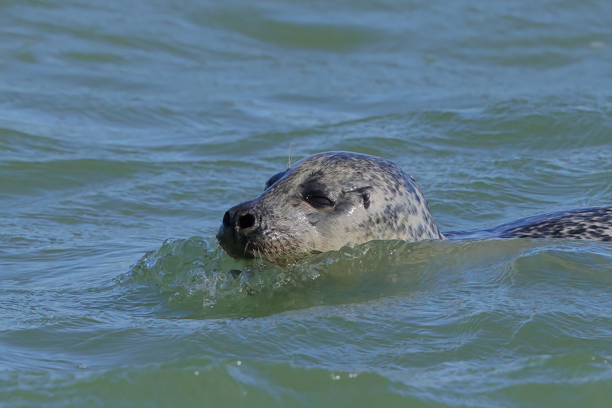 Grey seal