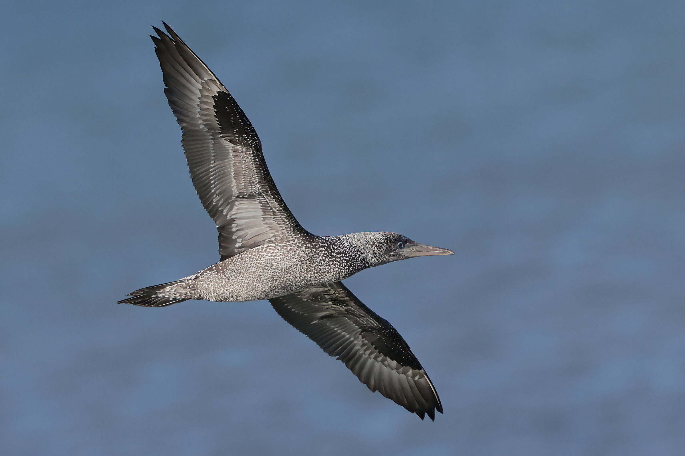 Young gannet