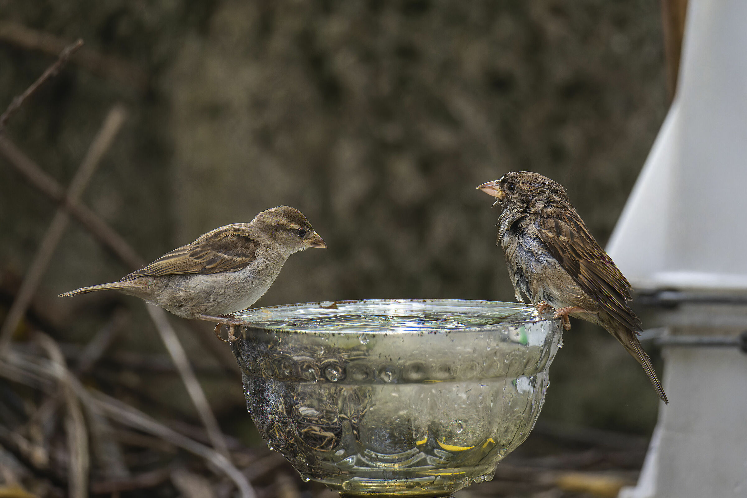 Passeri in abbeverata sulla coppa