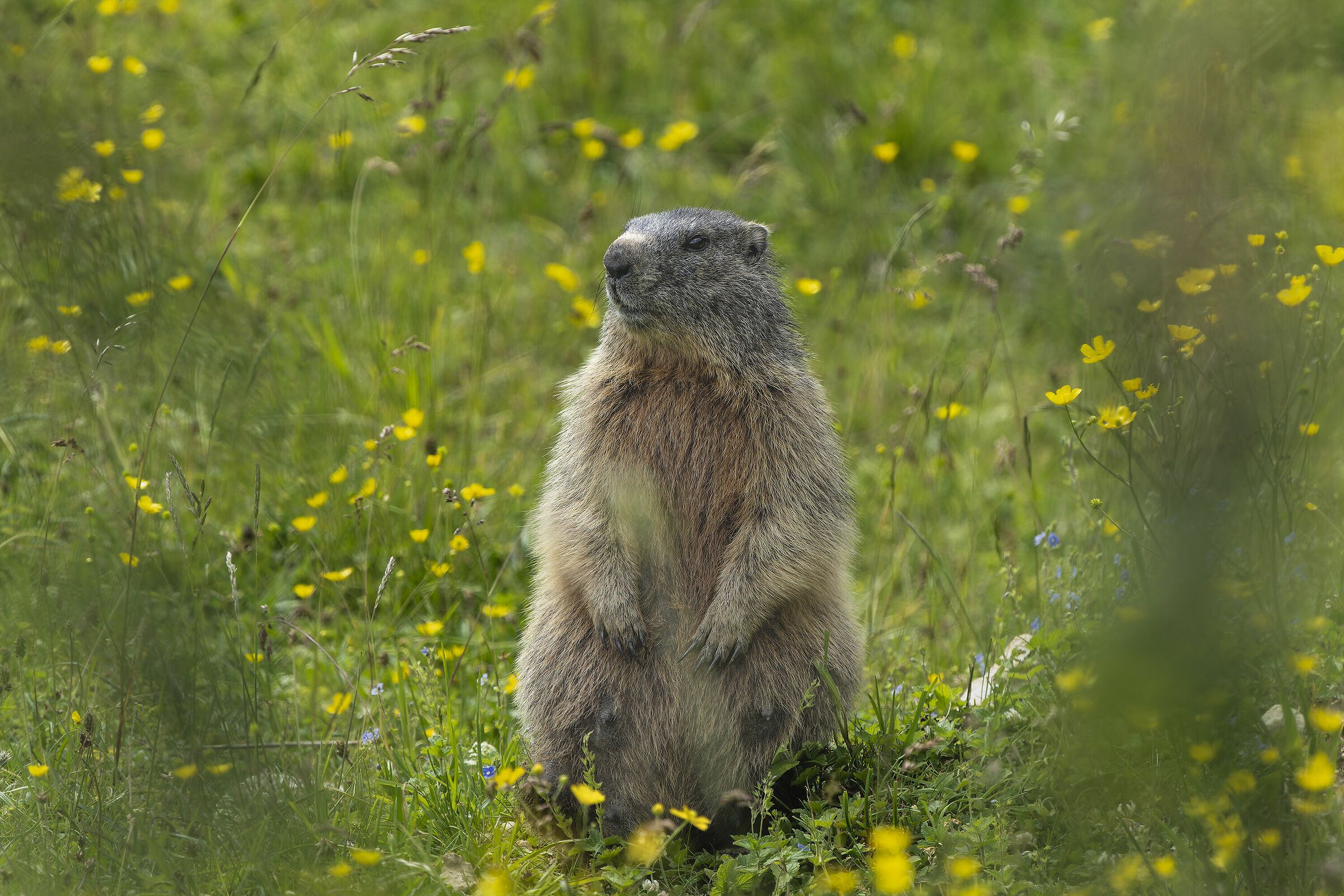 Marmot
