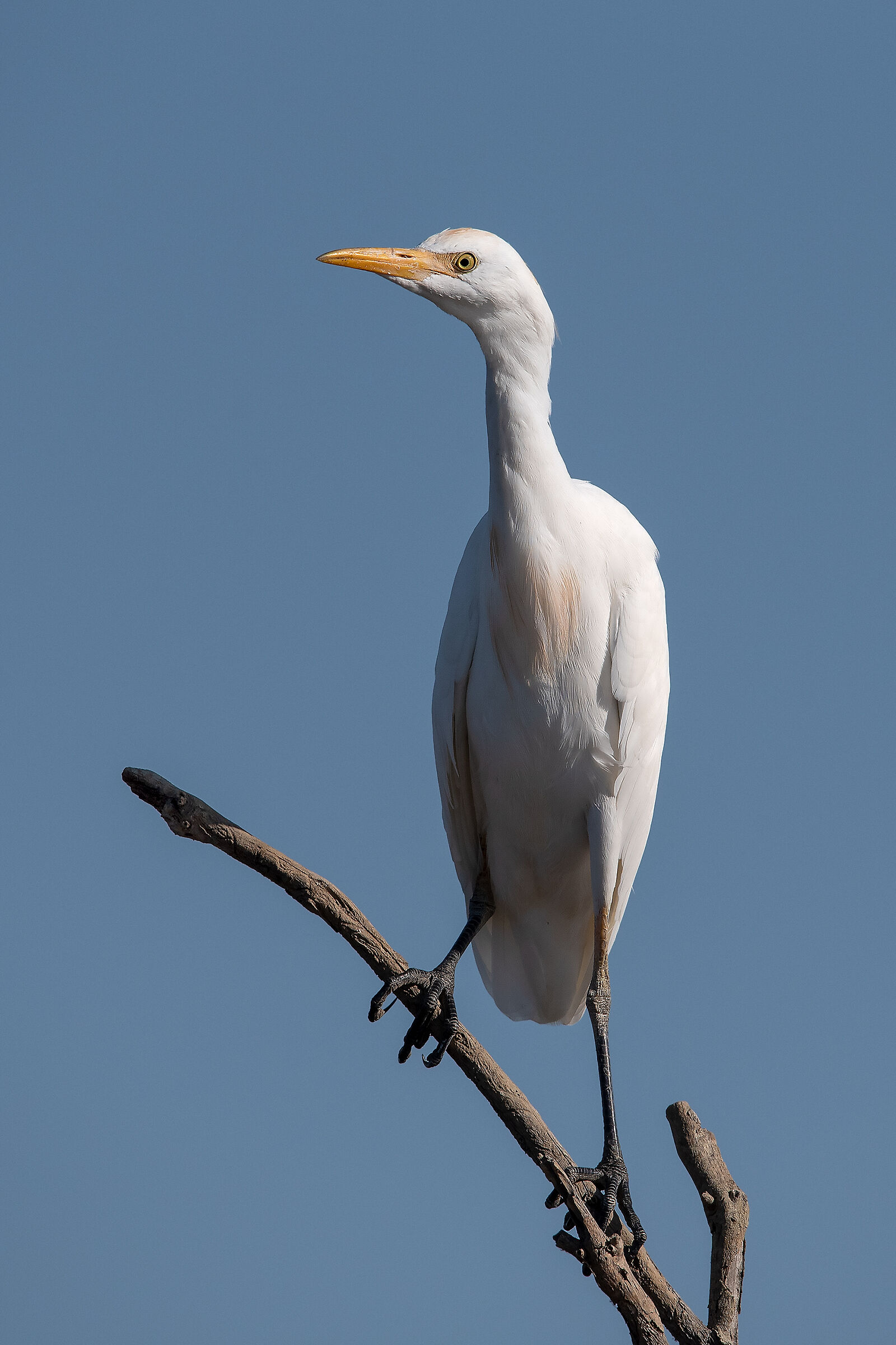 Cattle egret