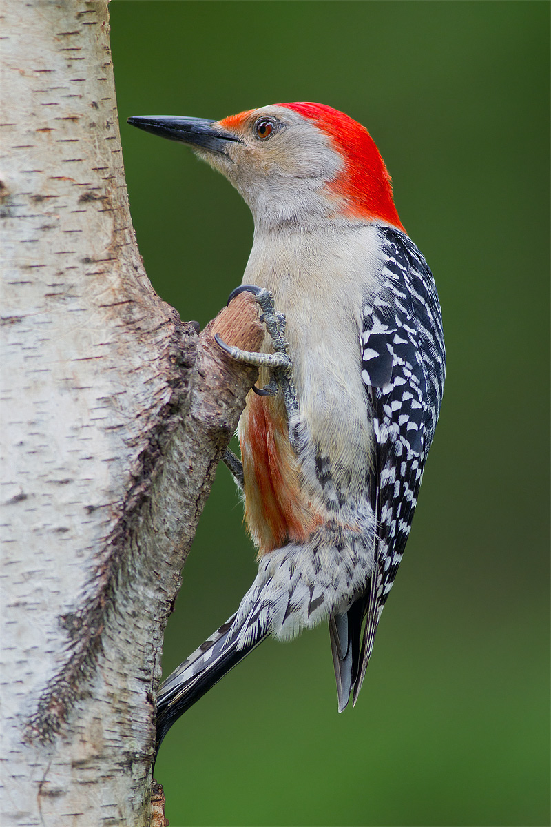 Picchio Rosso-gonfiato