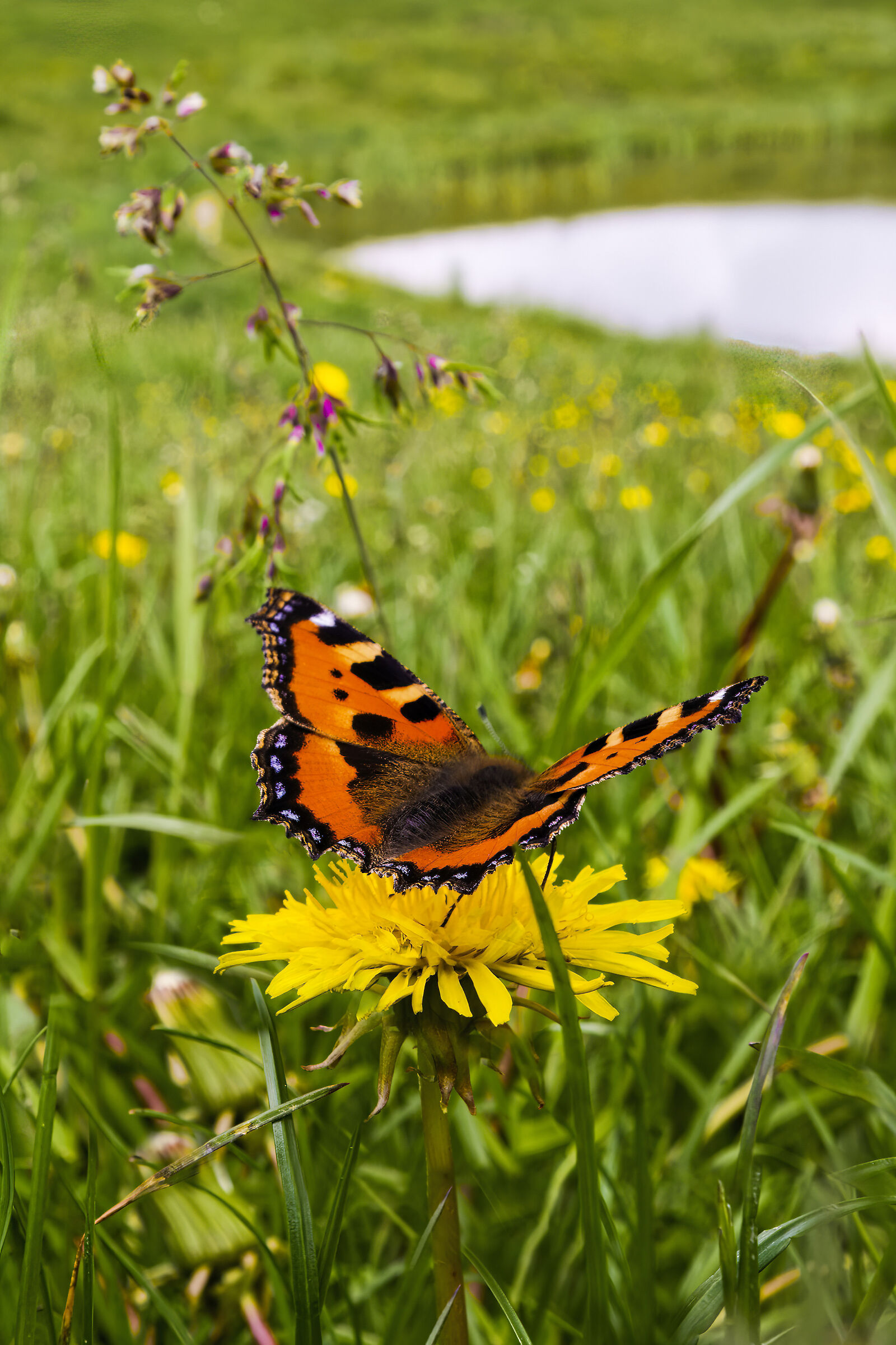 Vanessa of the Nettle