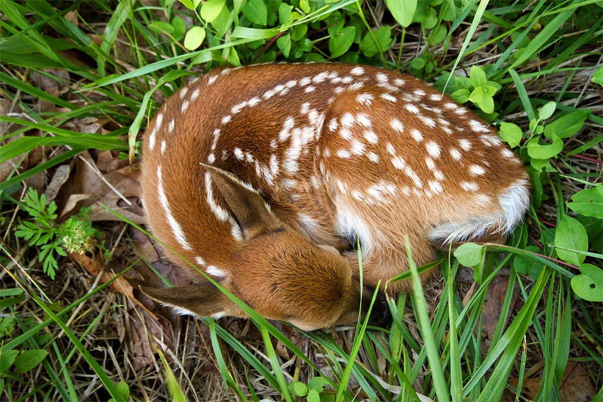 Hidden Fawn