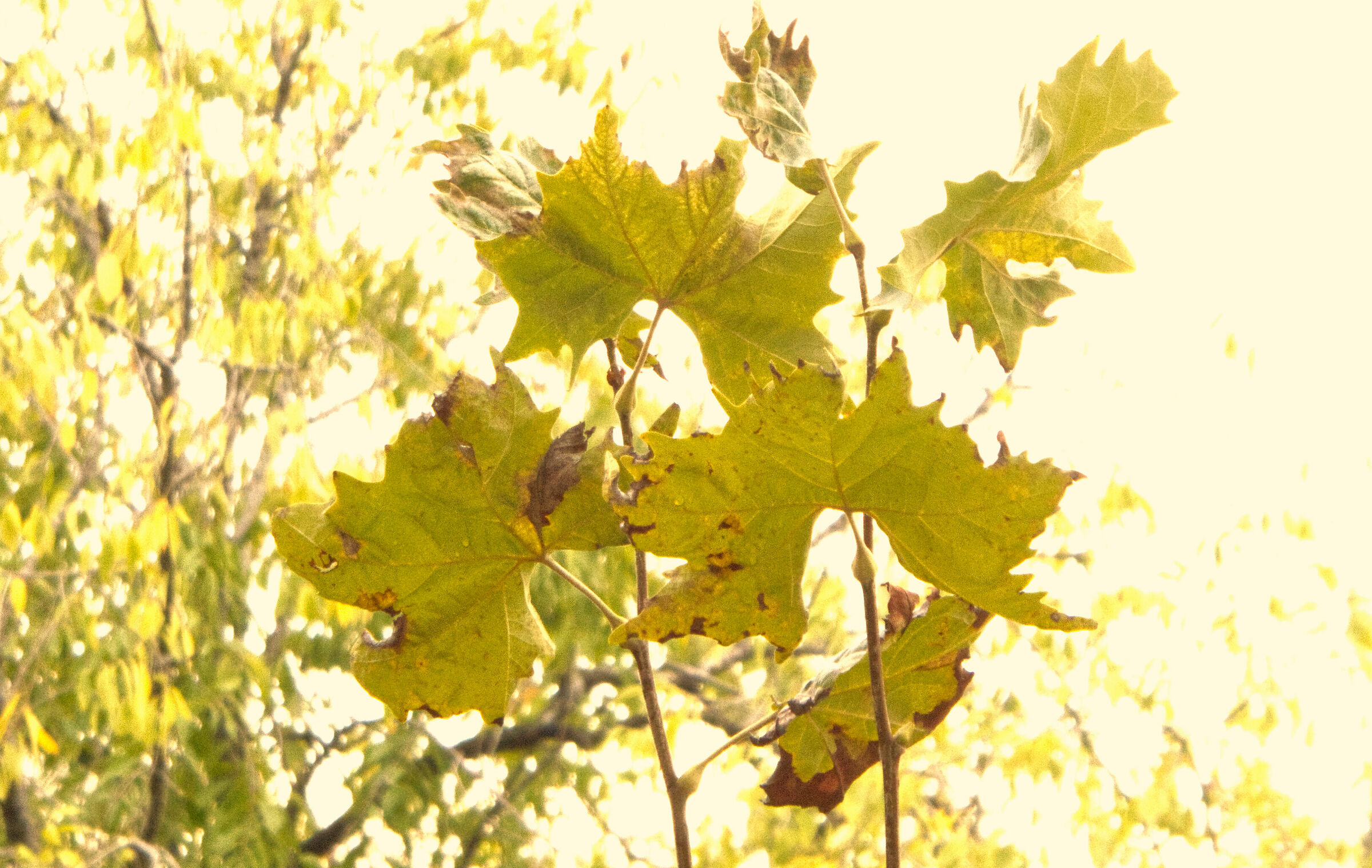 Autumn