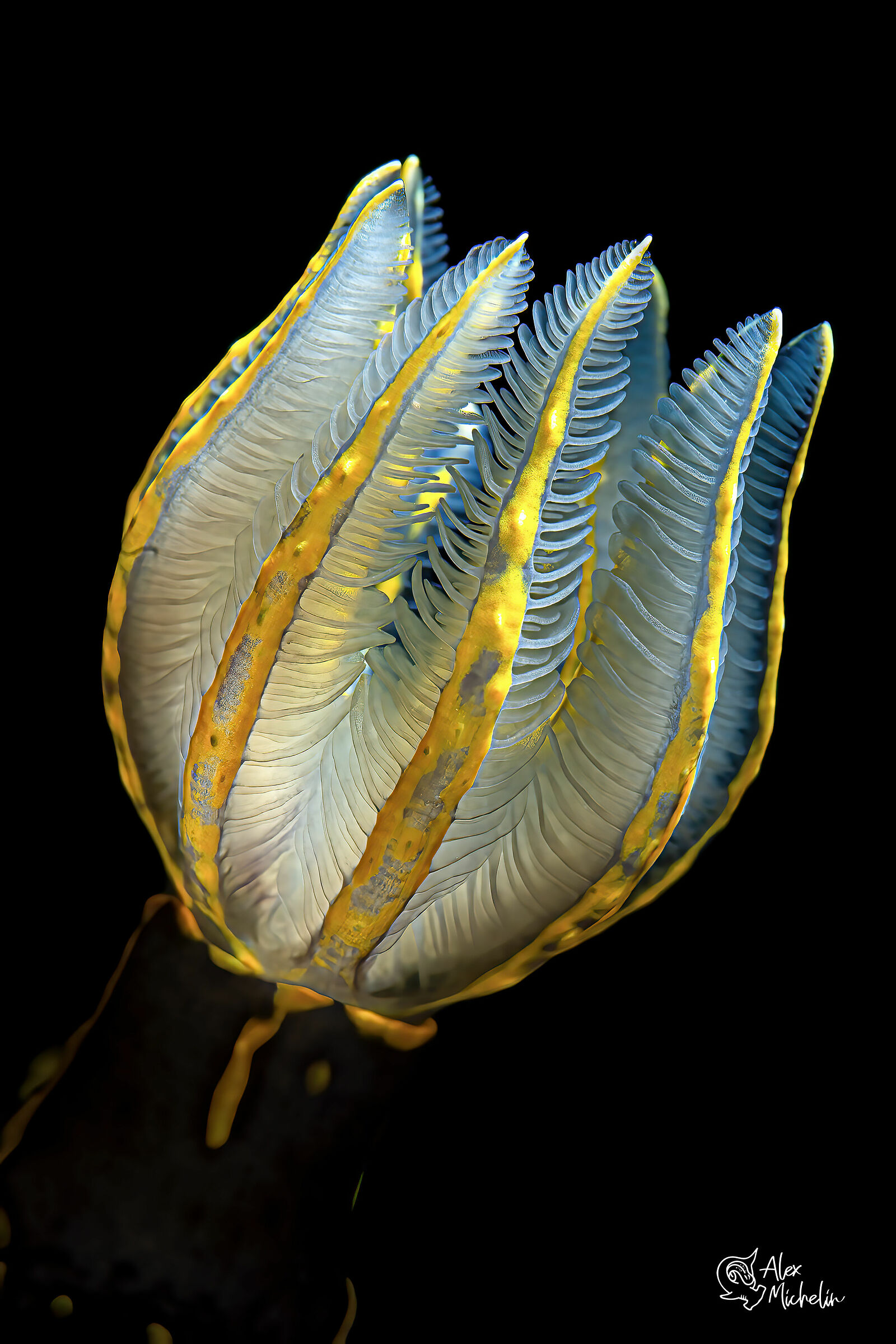 ciuffo branchiale picta