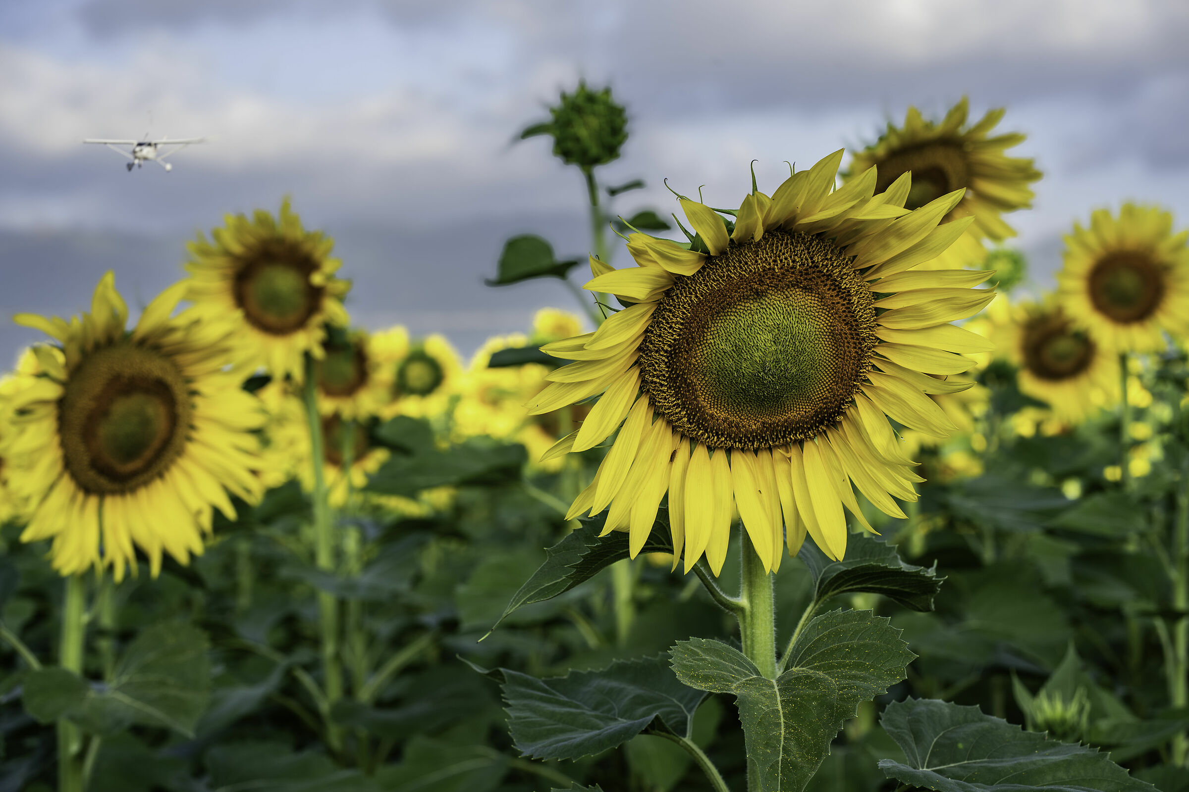 girasoli ed aerei a bassa quota