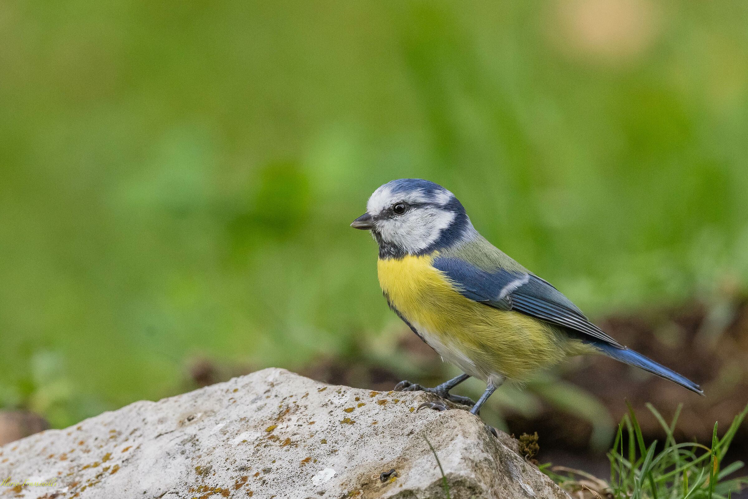La bella cinciarella