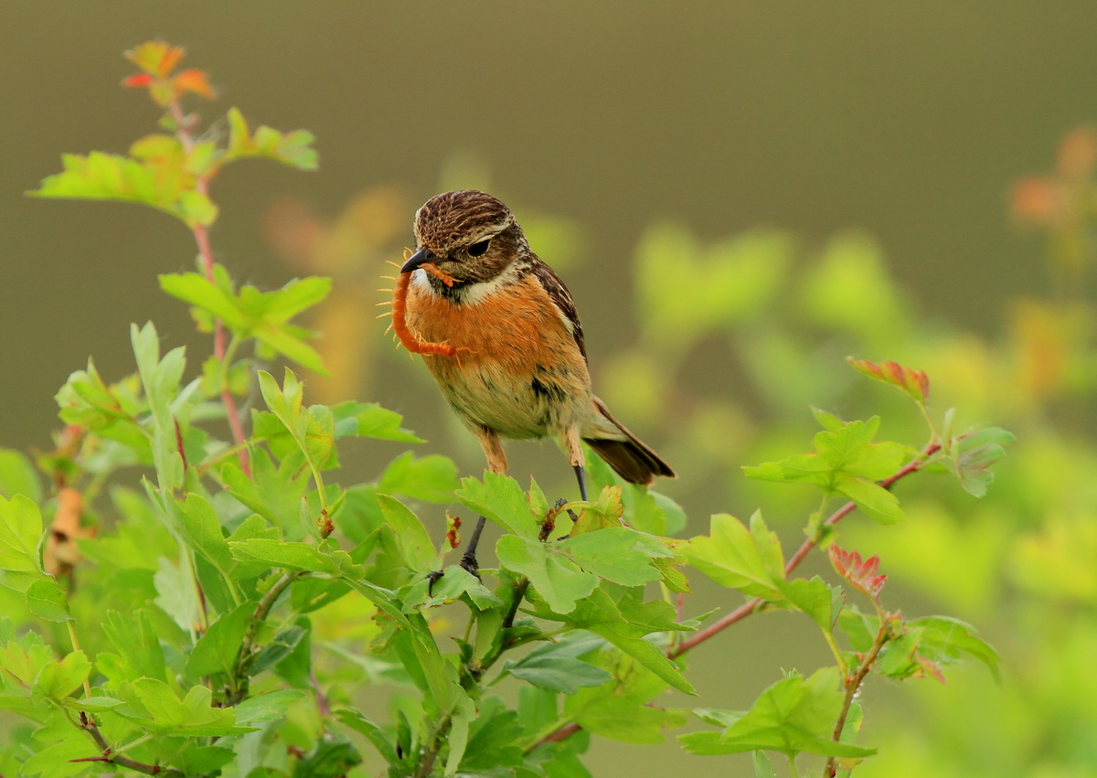 femmina saltimpalo e scolopendra