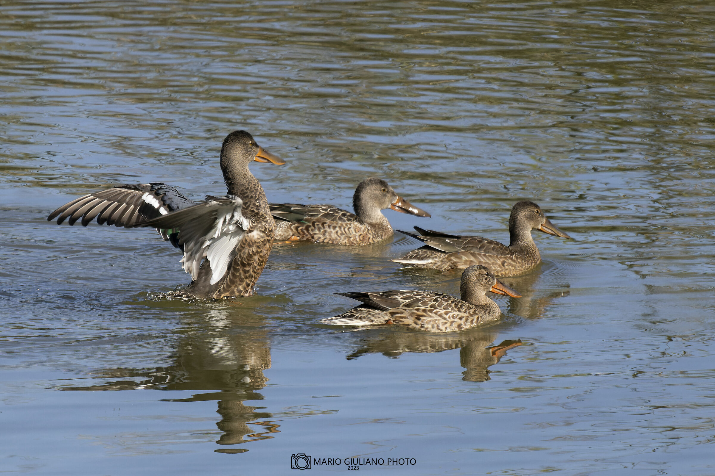 Mestoloni (Spatula clypeata)