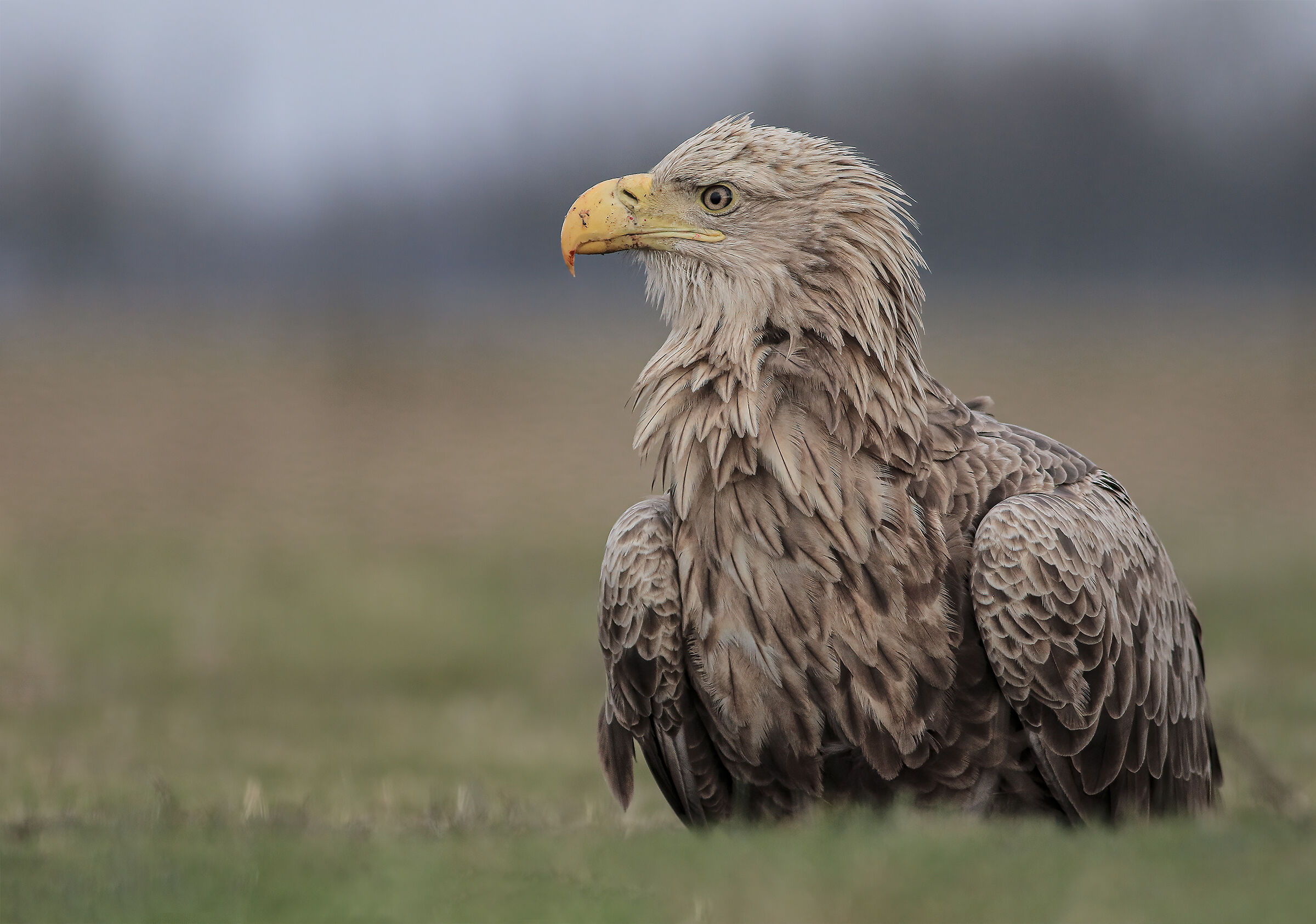 Aquila di mare coda bianca