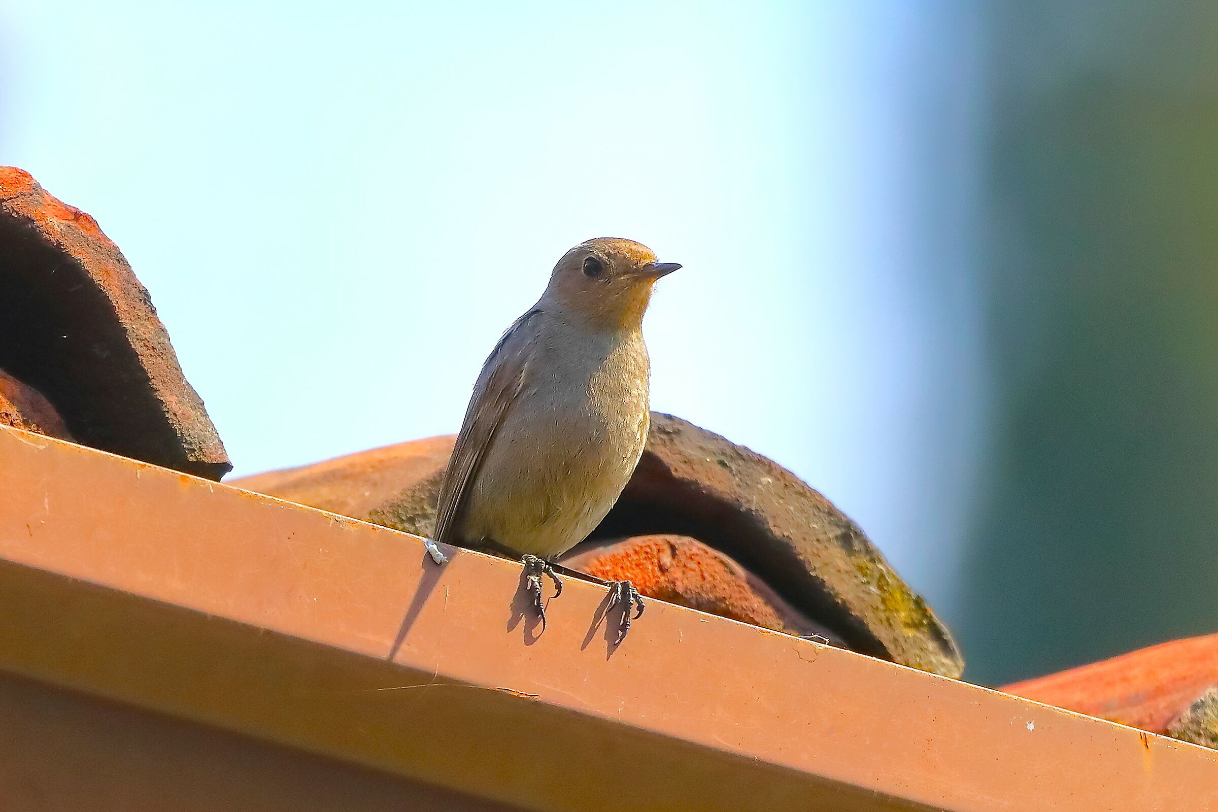 Redstart 31-05-2023