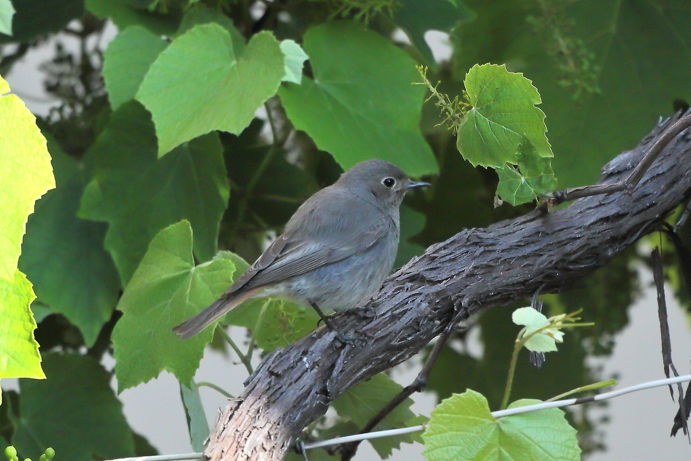 Redstart 01 June 2023