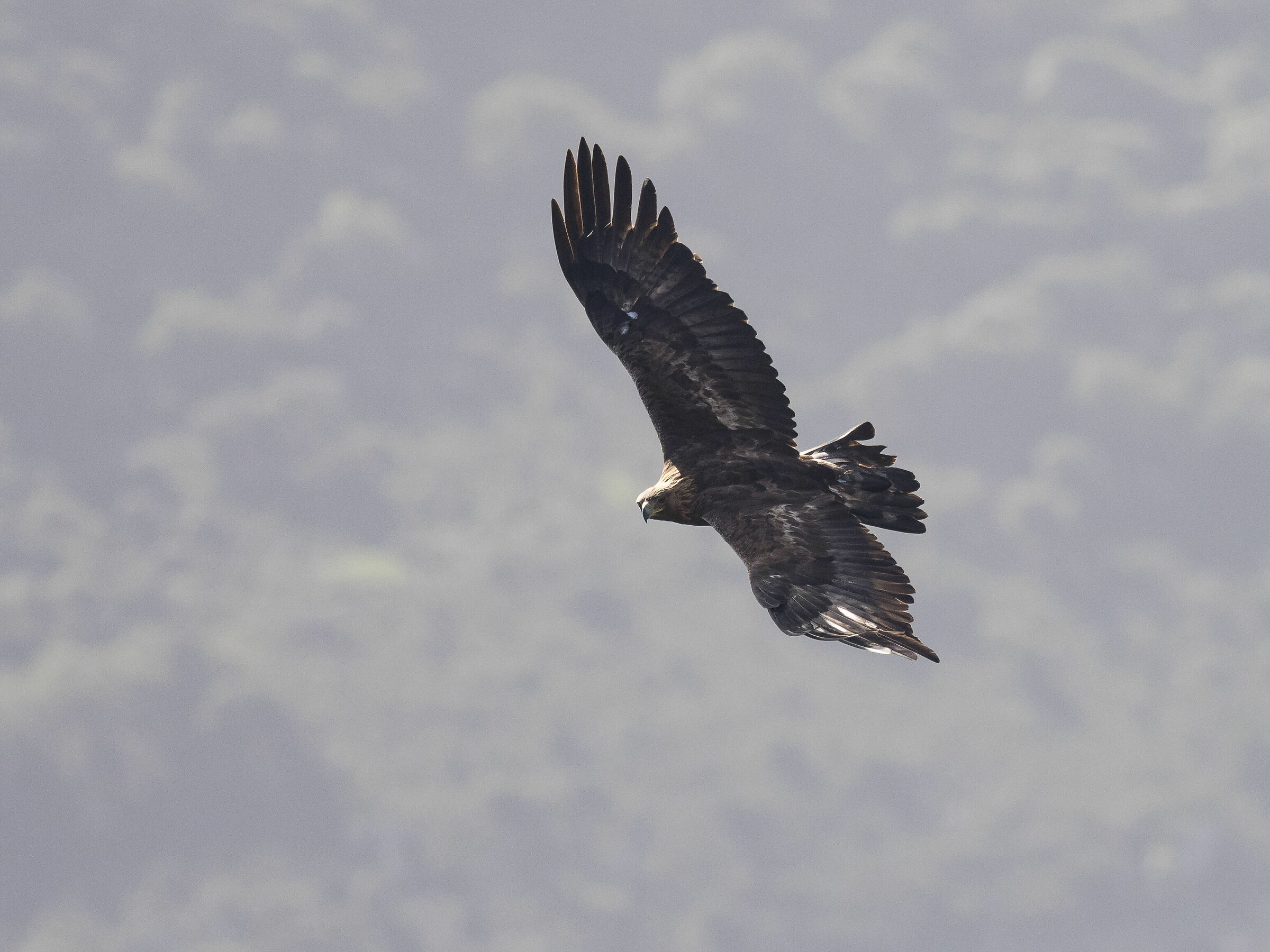 Il volo della regina