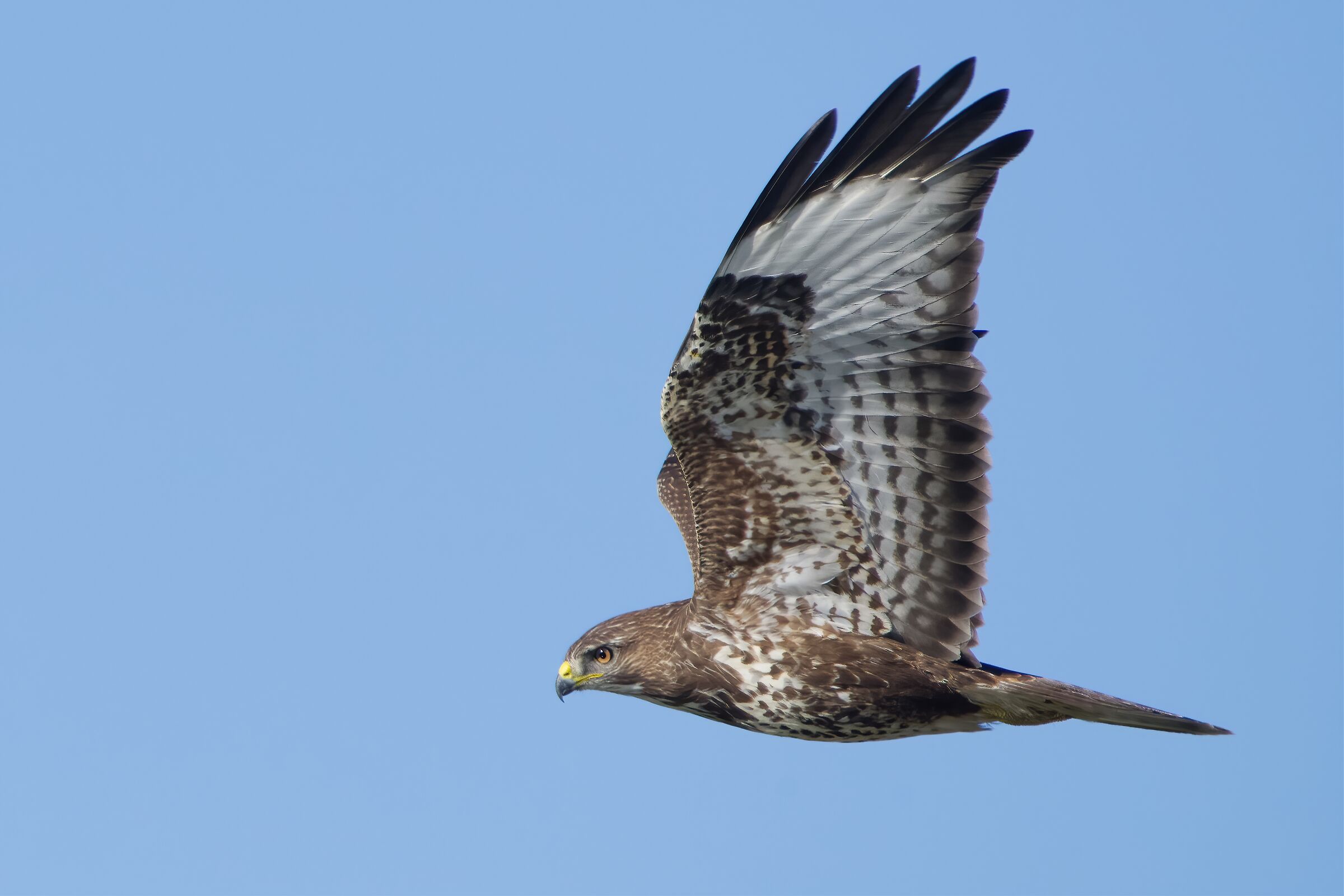 Buzzard (Buteo buteo)