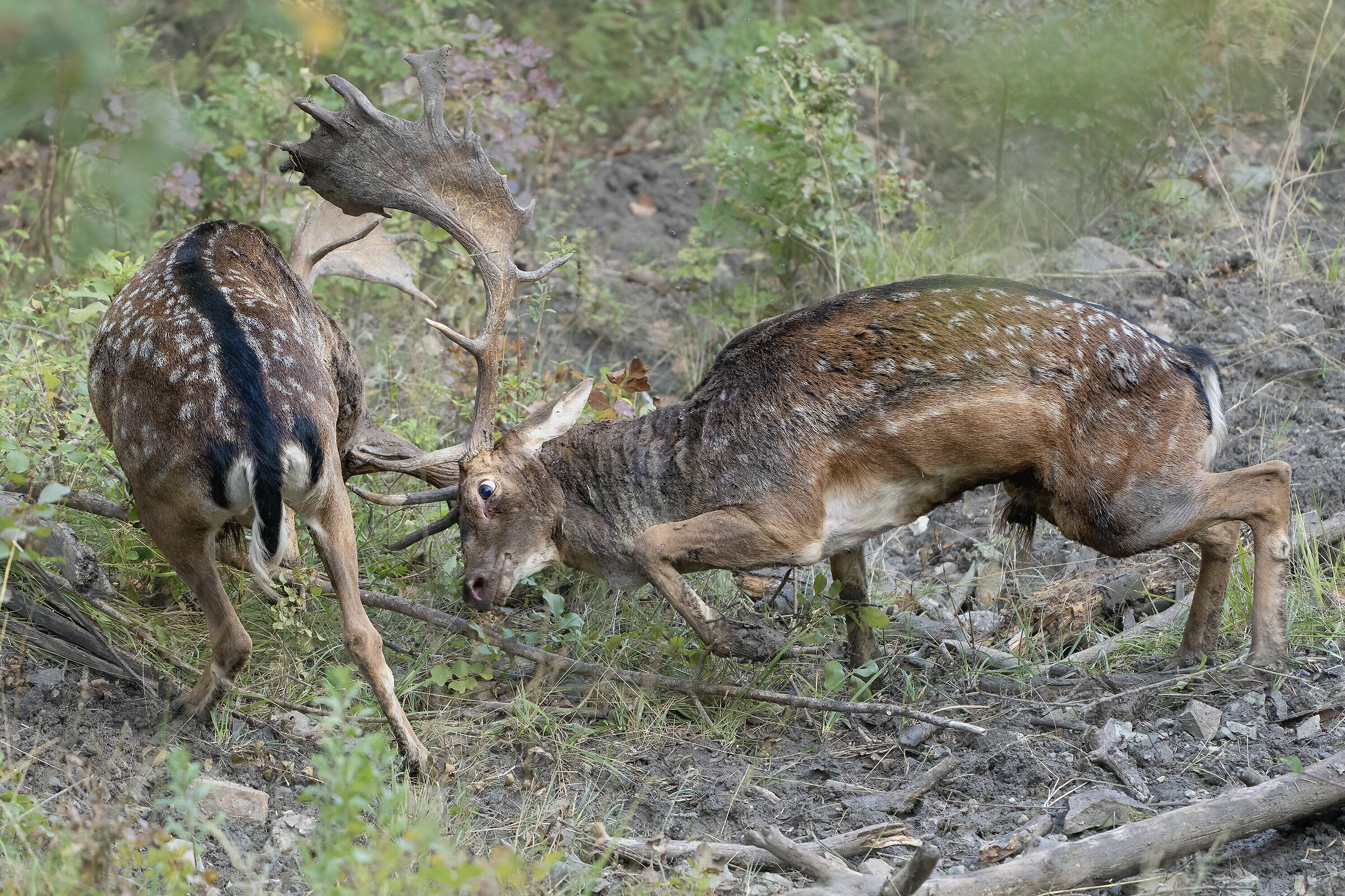 Combattimento tra daini