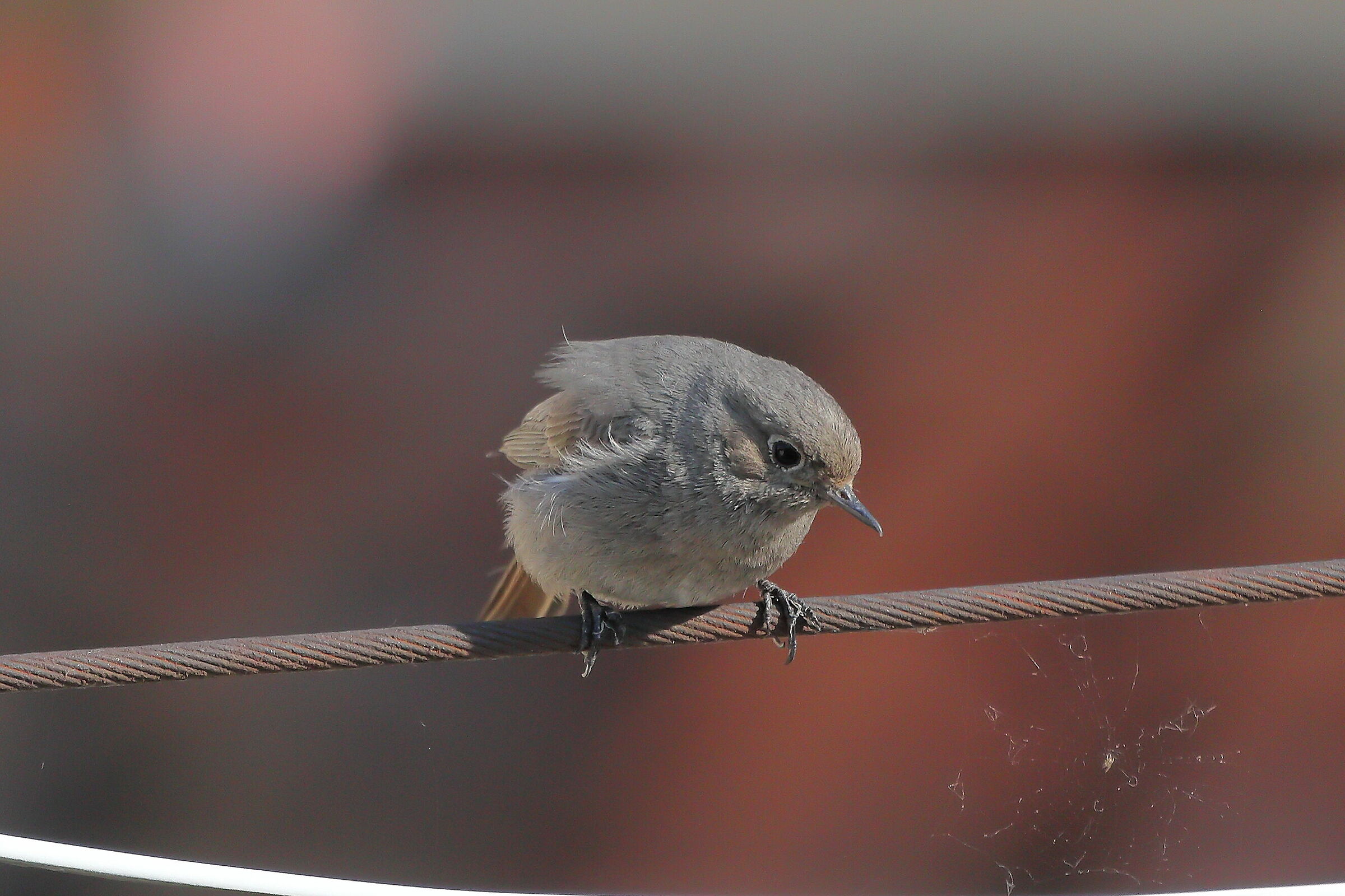 Redstart 01 June 2023