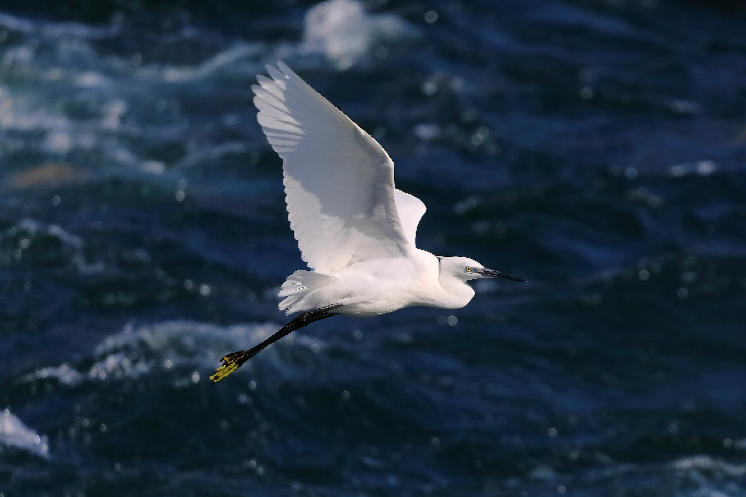 Little Egret September 2023