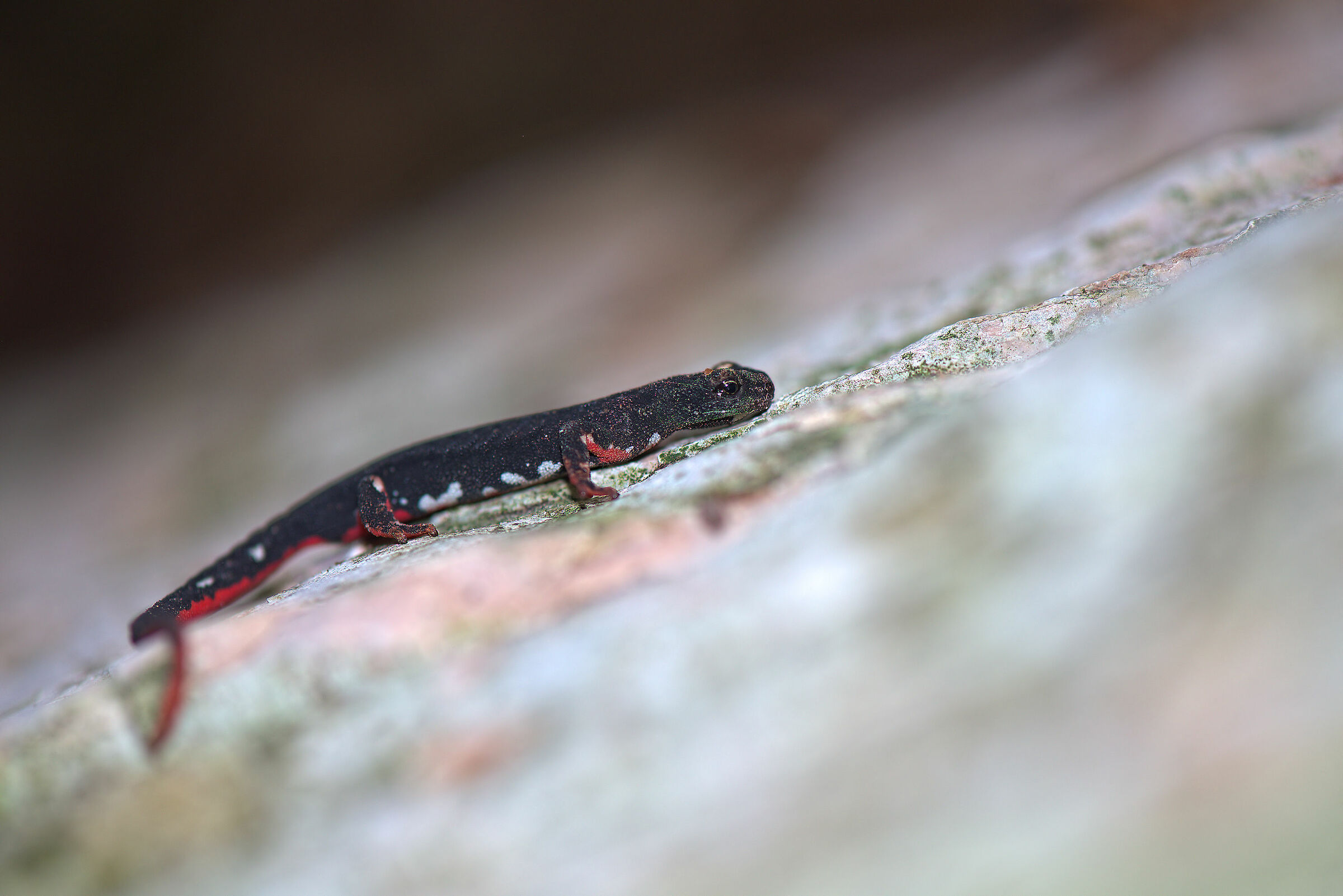Spectacled salamander