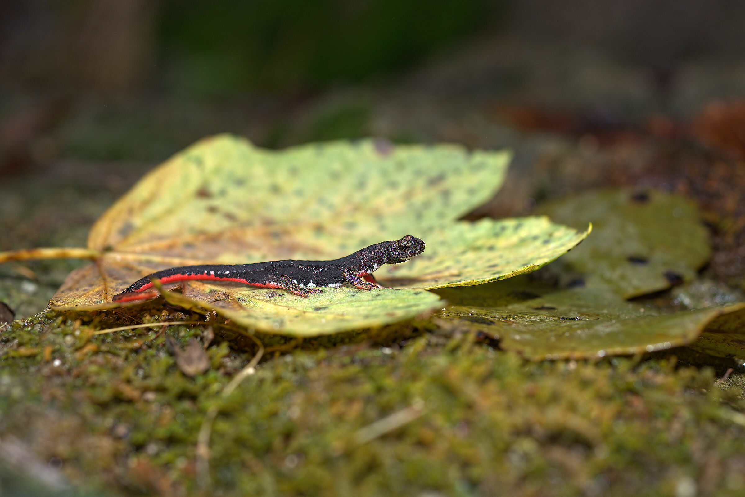 Spectacled salamander