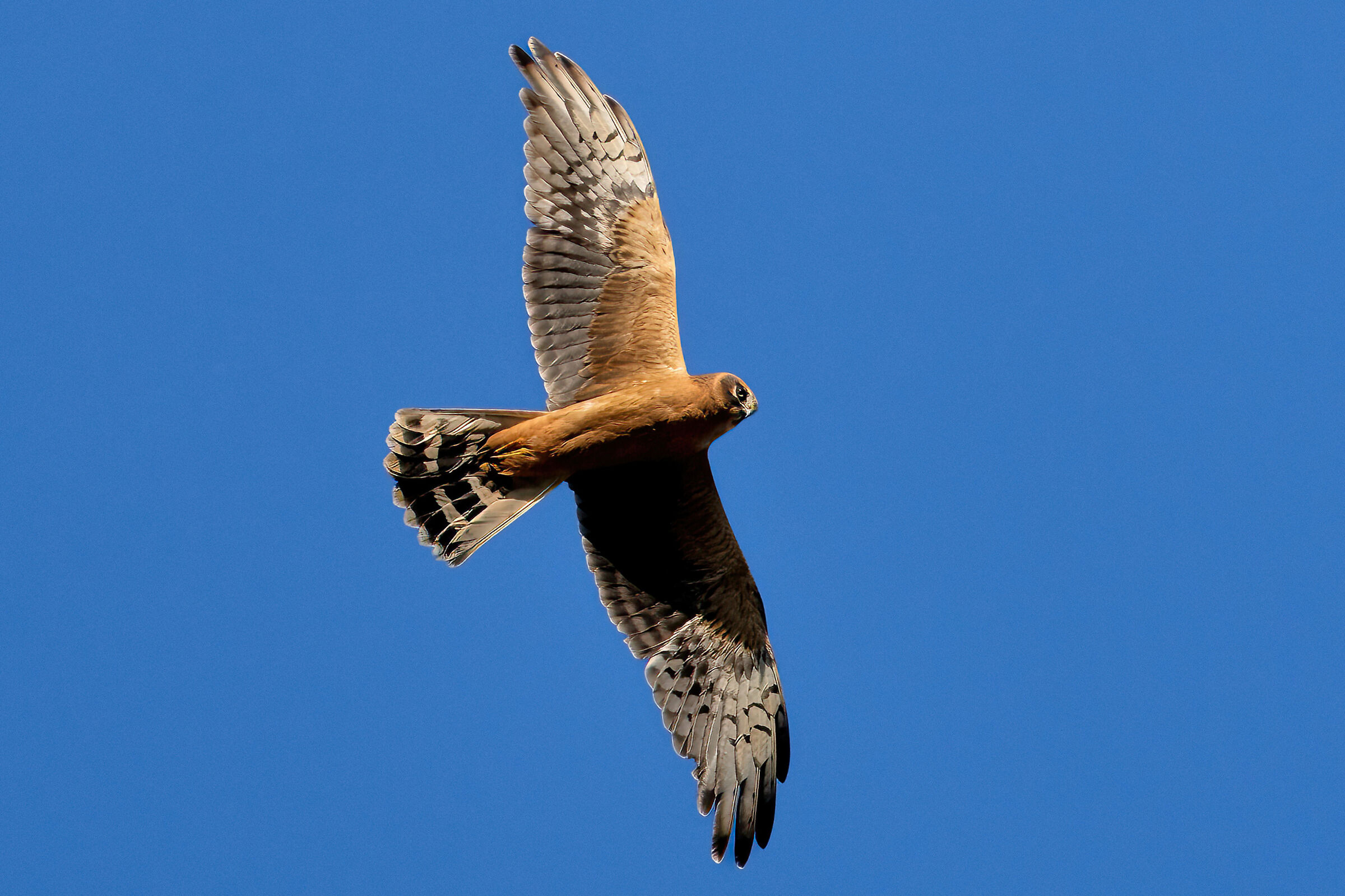 Albanella pallida (Circus macrourus)