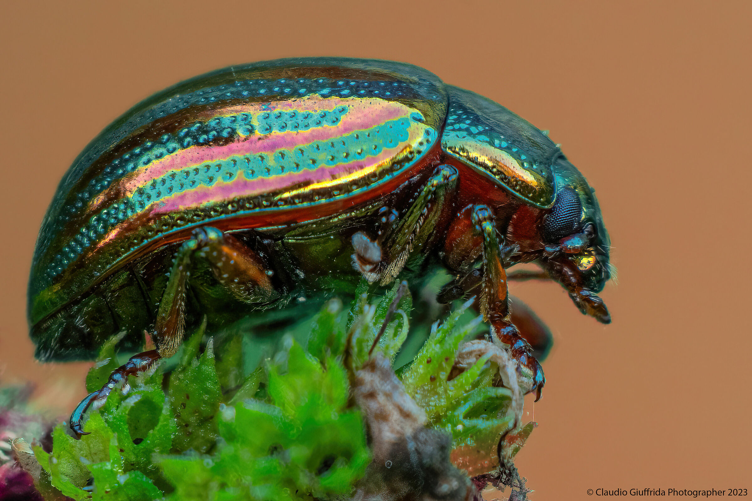 Chrysolina americana