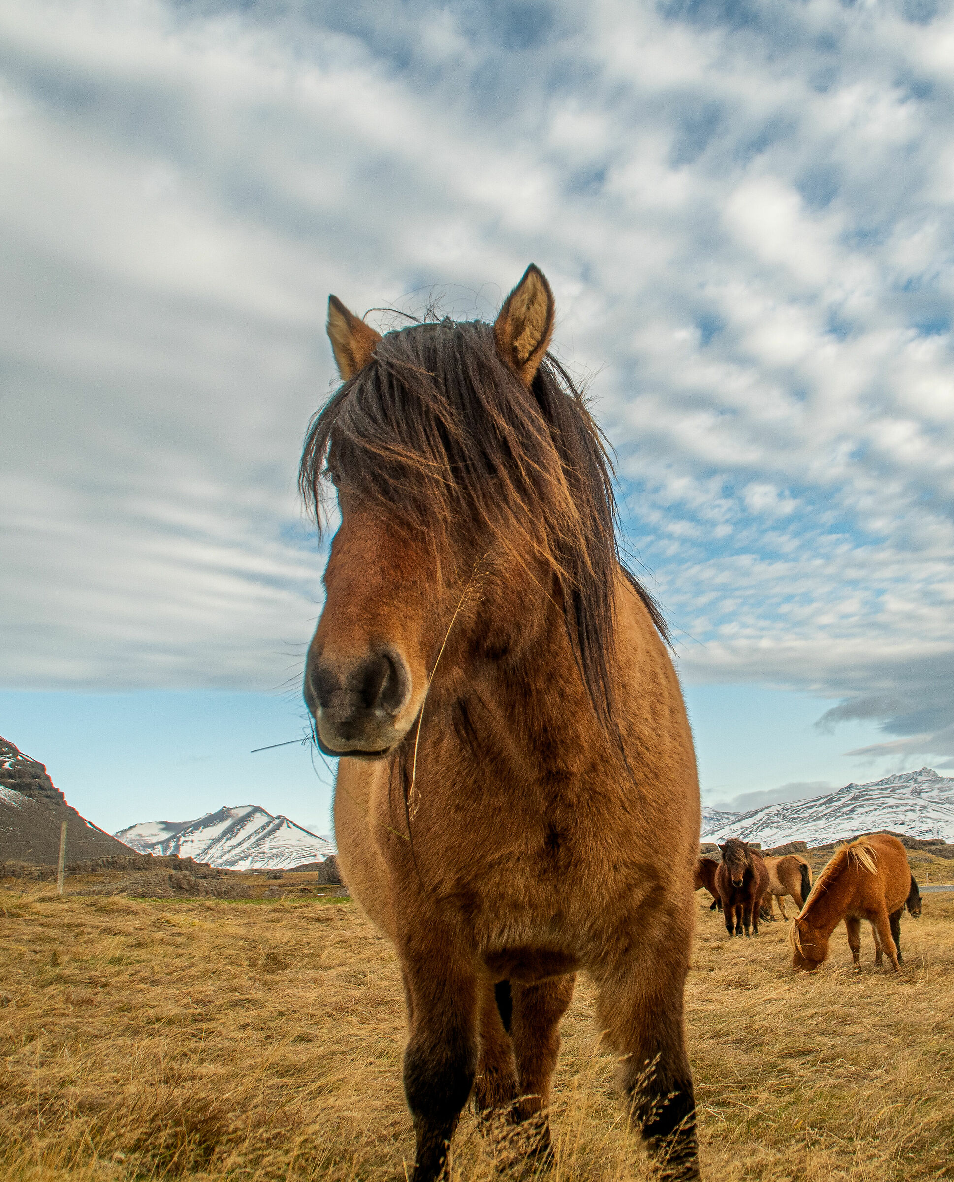 icelandic ponies
