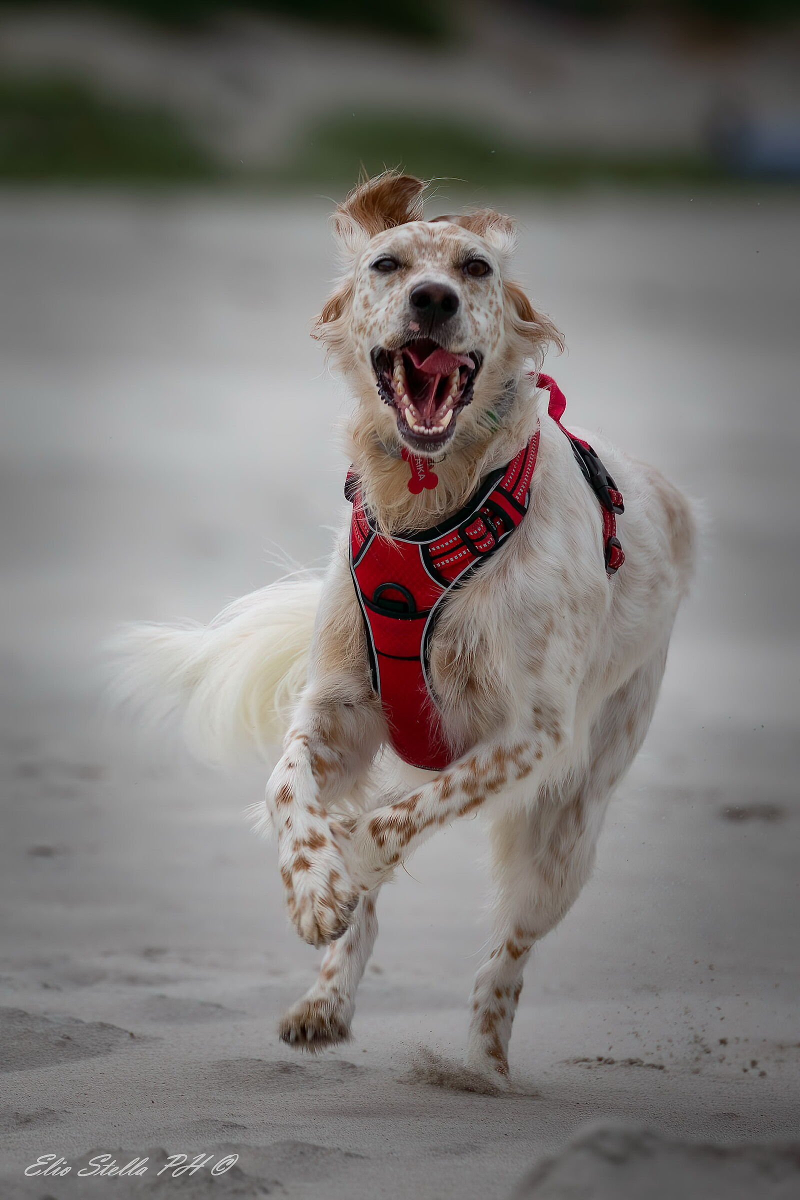 laika