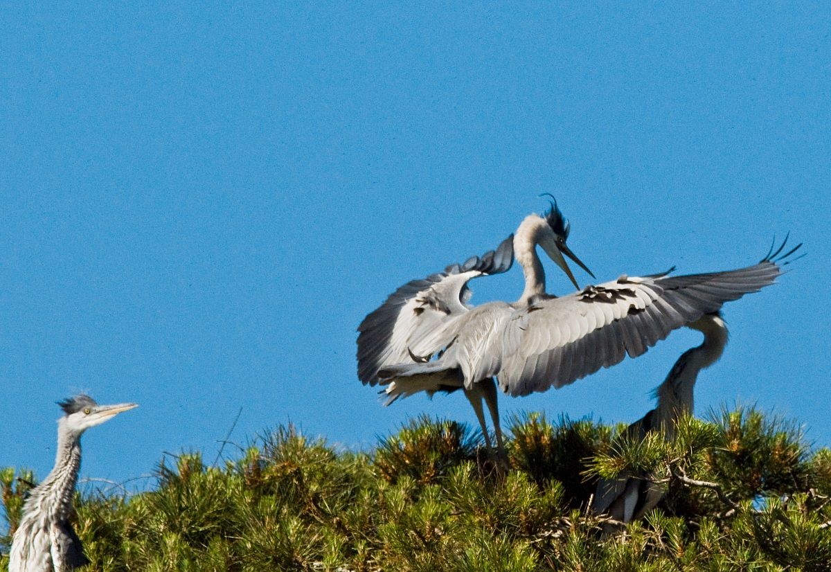 Grey Heron in love