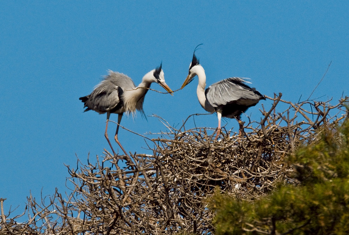 Herons in love