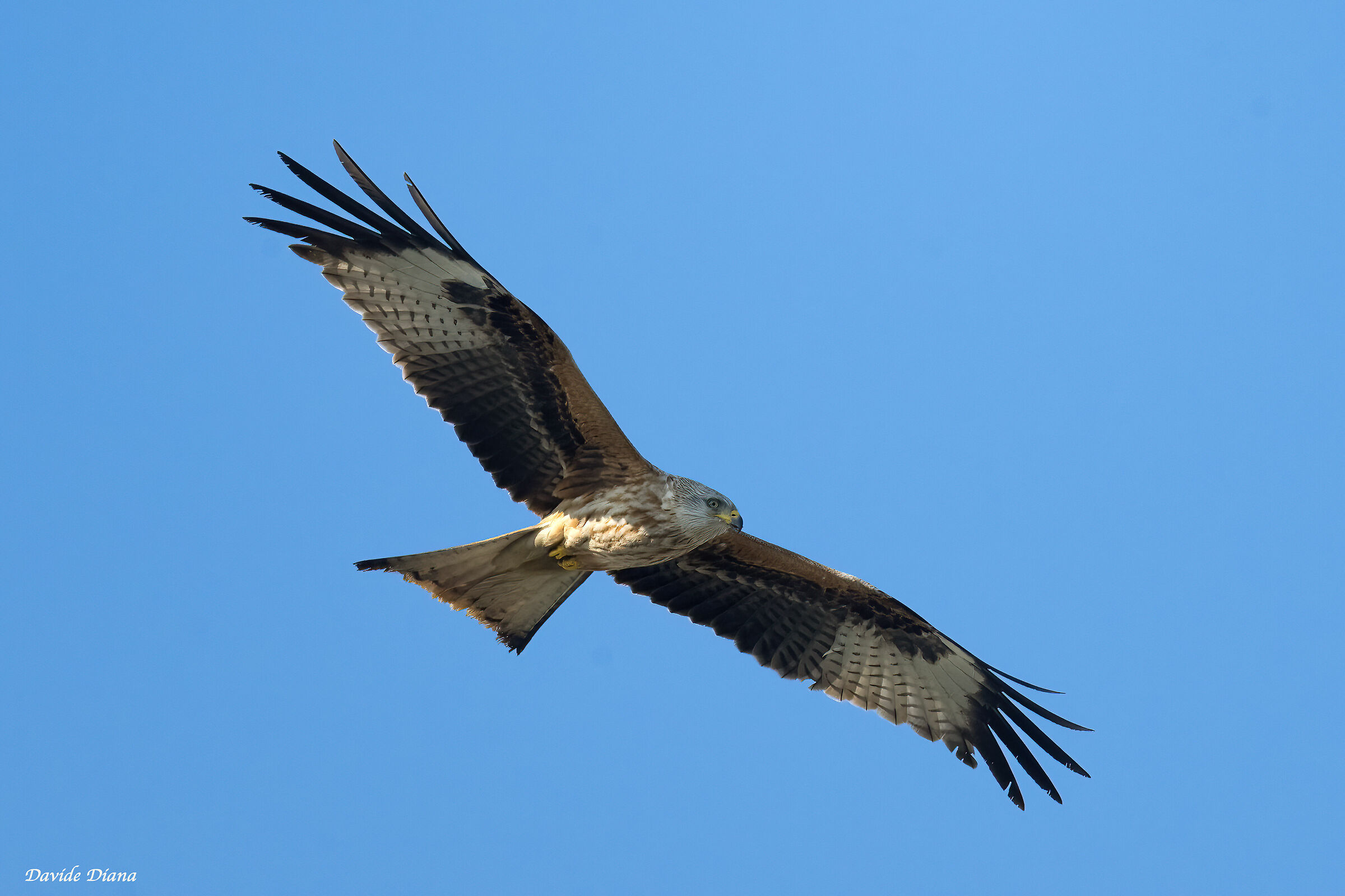 Red kite