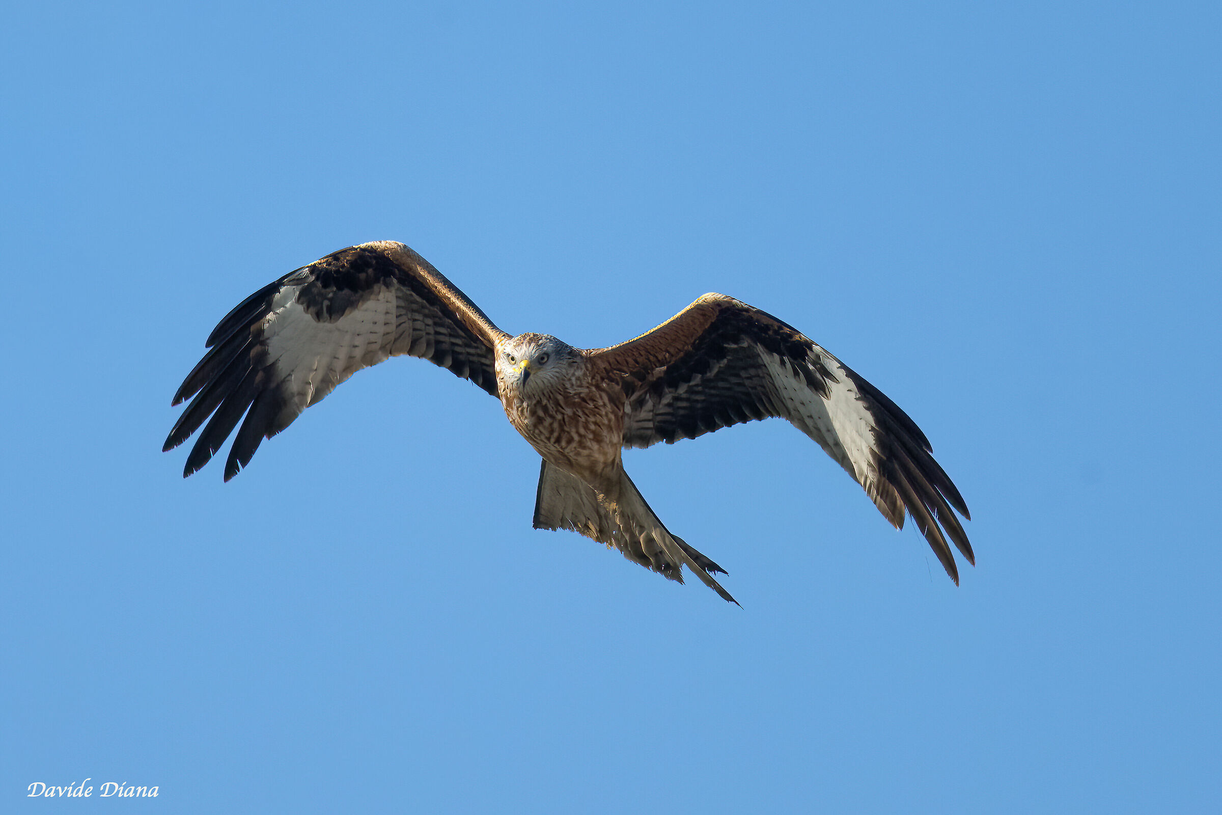 Red kite