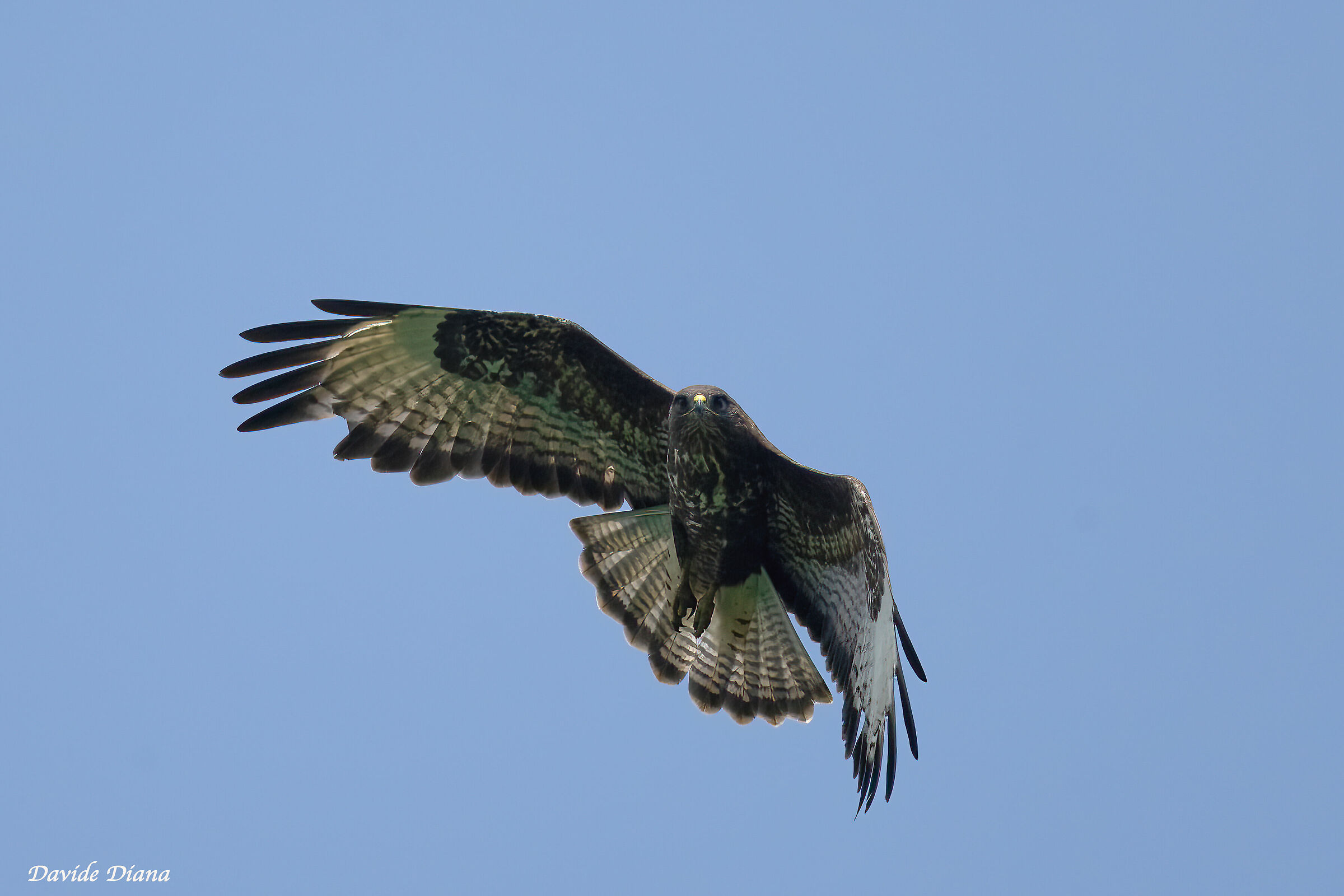 Buzzard