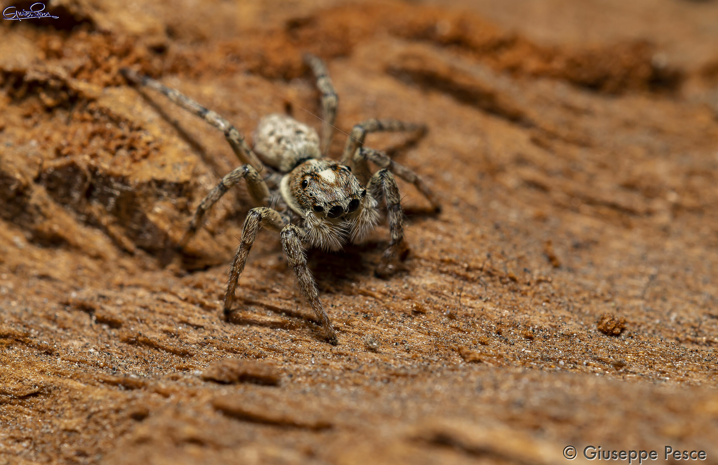 Ragnetto saltatore #1