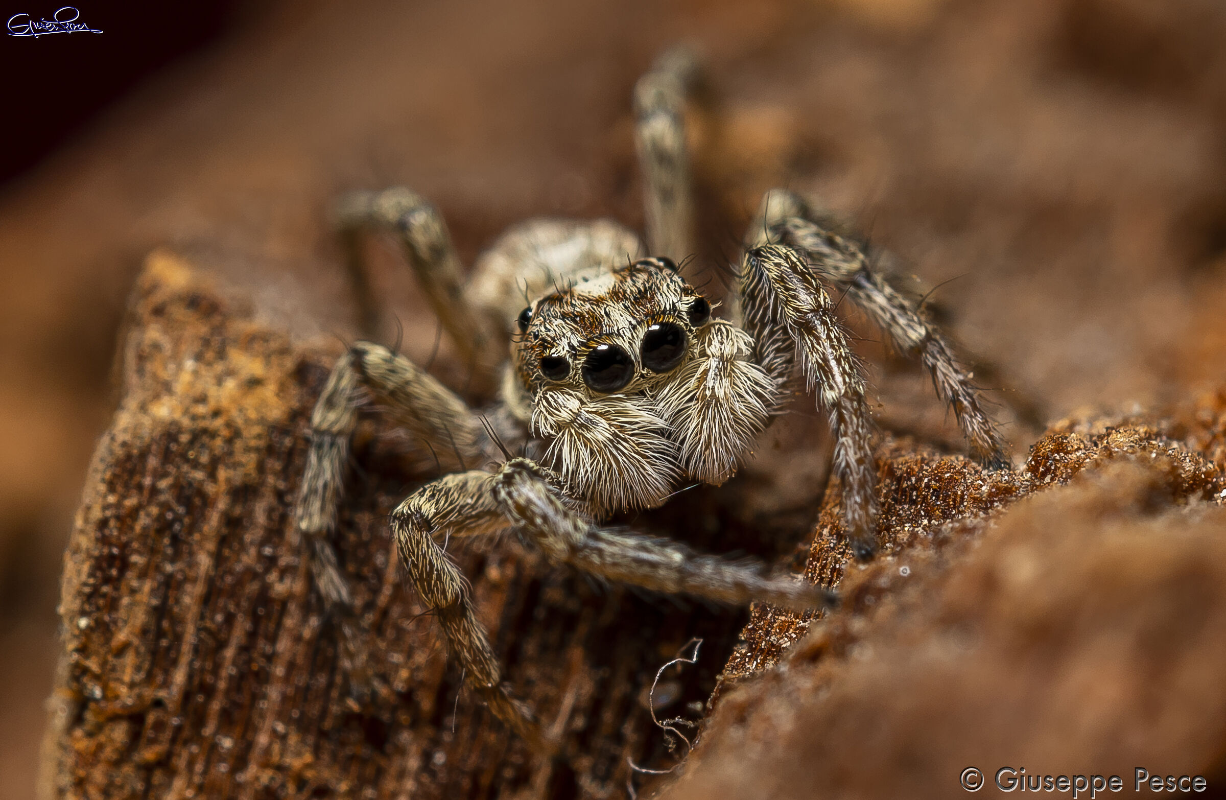 Ragnetto saltatore #2