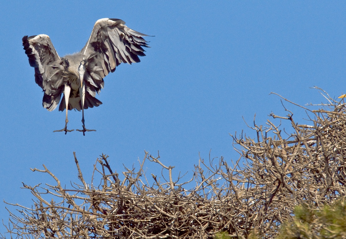 Grey heron alberaggio
