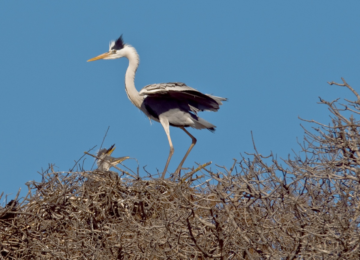 Grey Heron with chicks